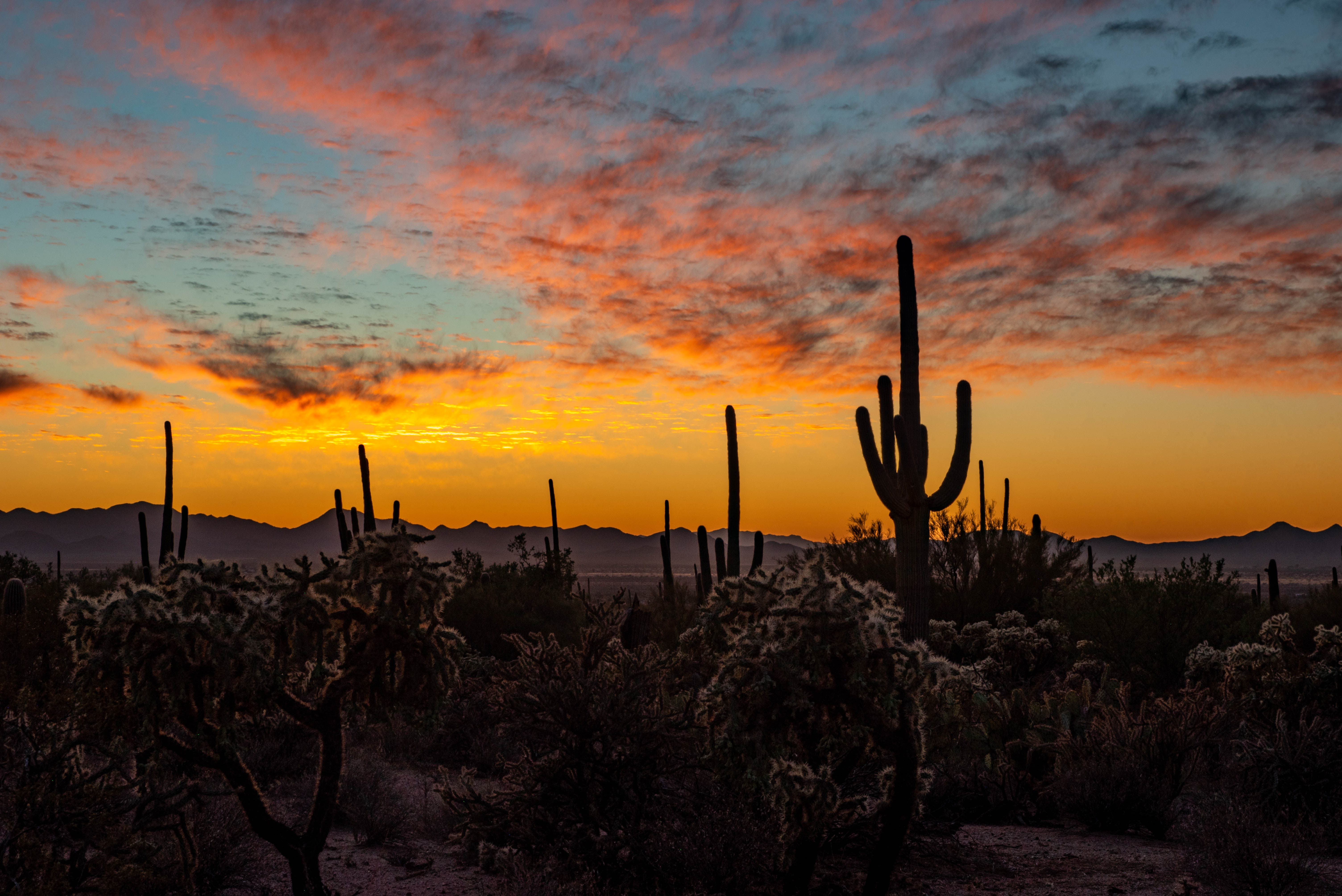 USA - Arizona - Saguaro Sunset