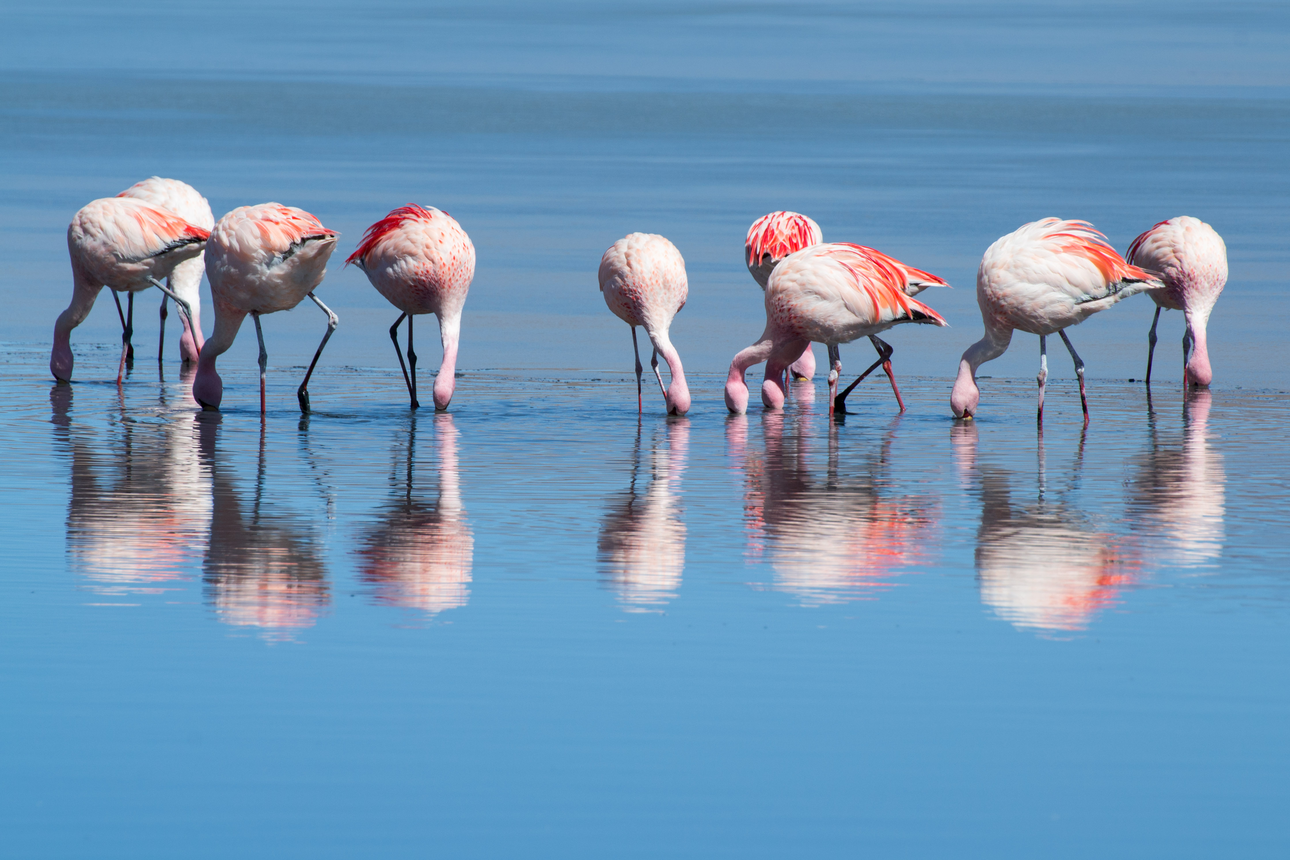 Bolivia - Flamingos