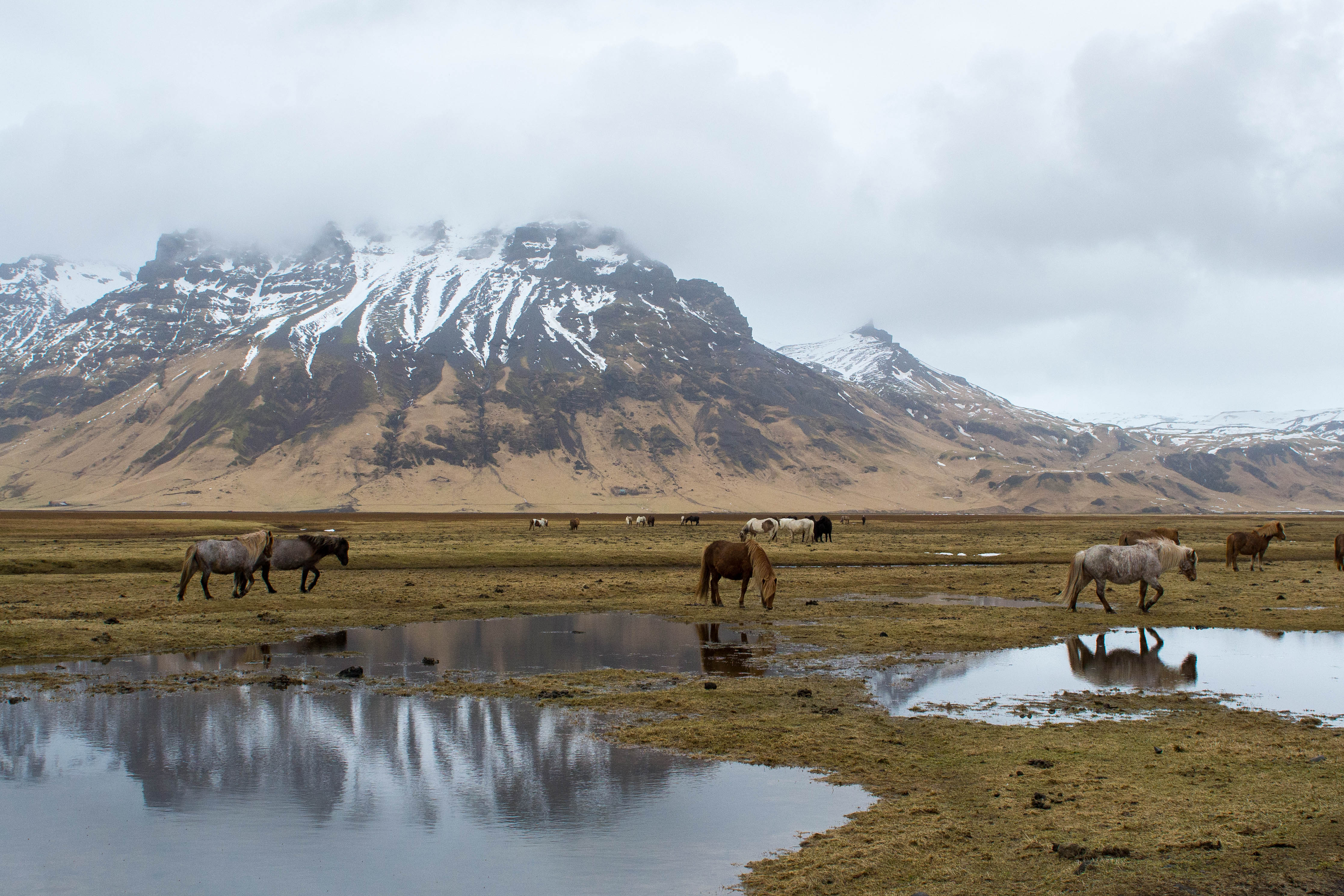 Iceland - Ponies