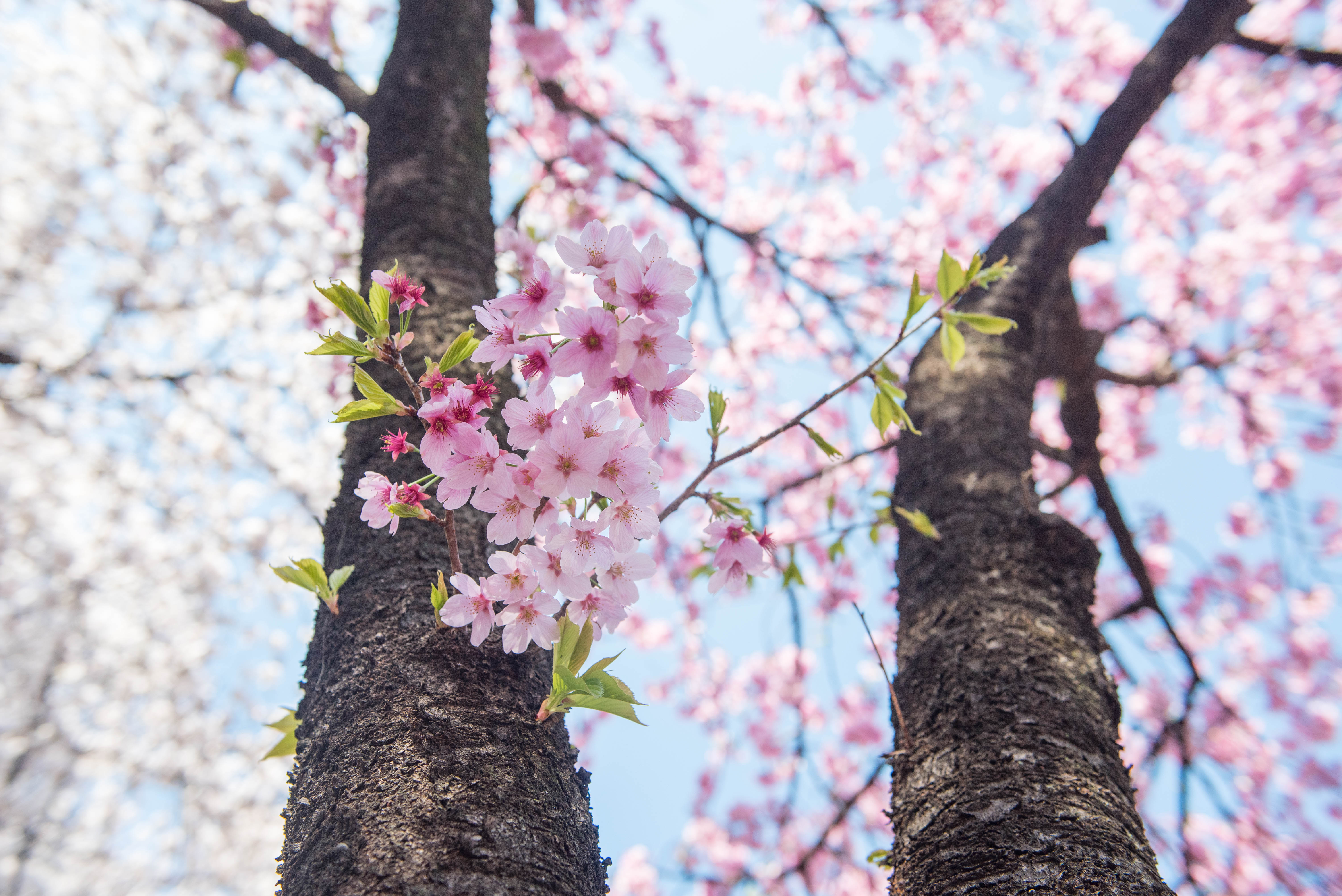 Japan - Sakura