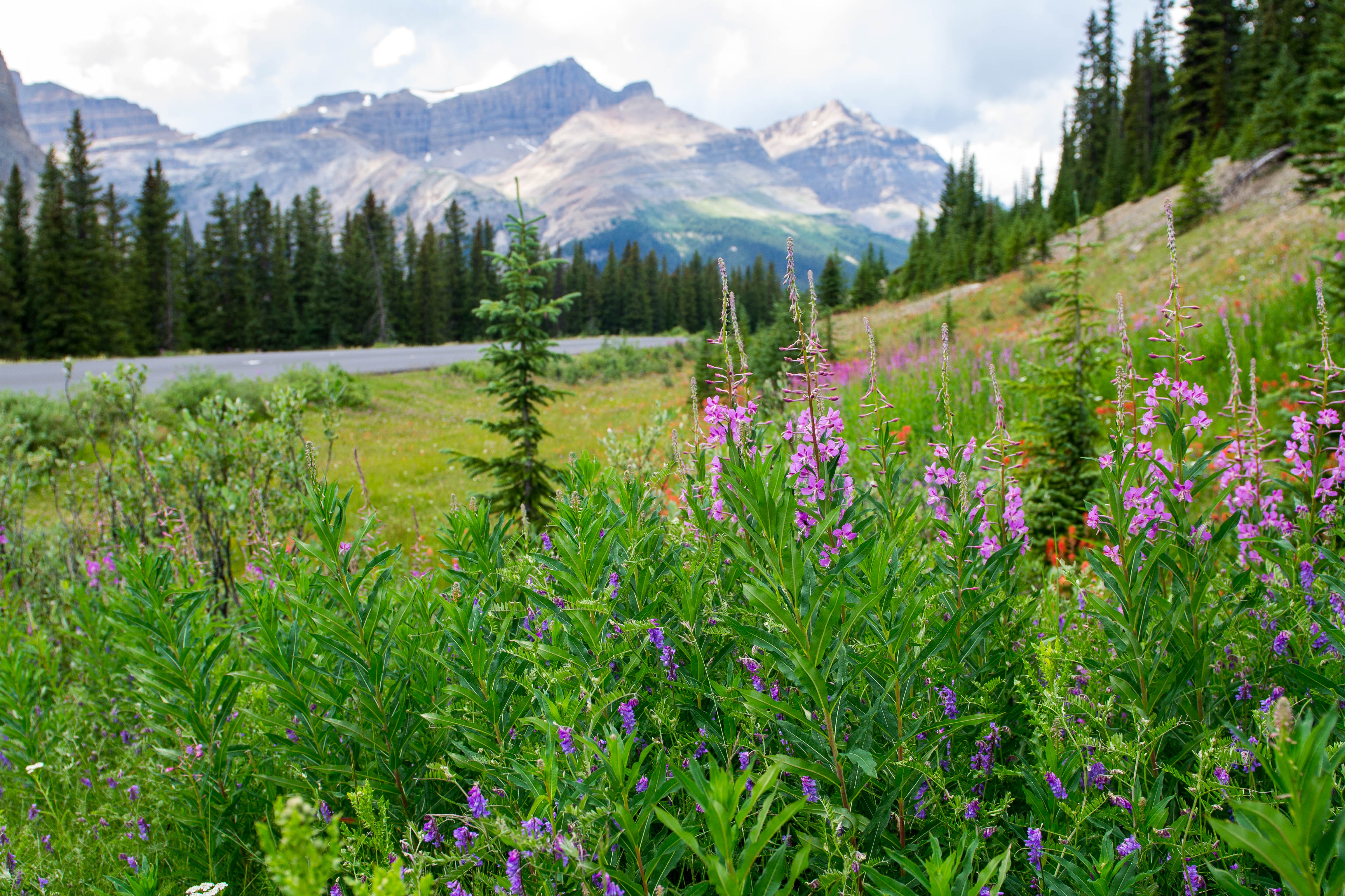 Canada - Banff Flowers