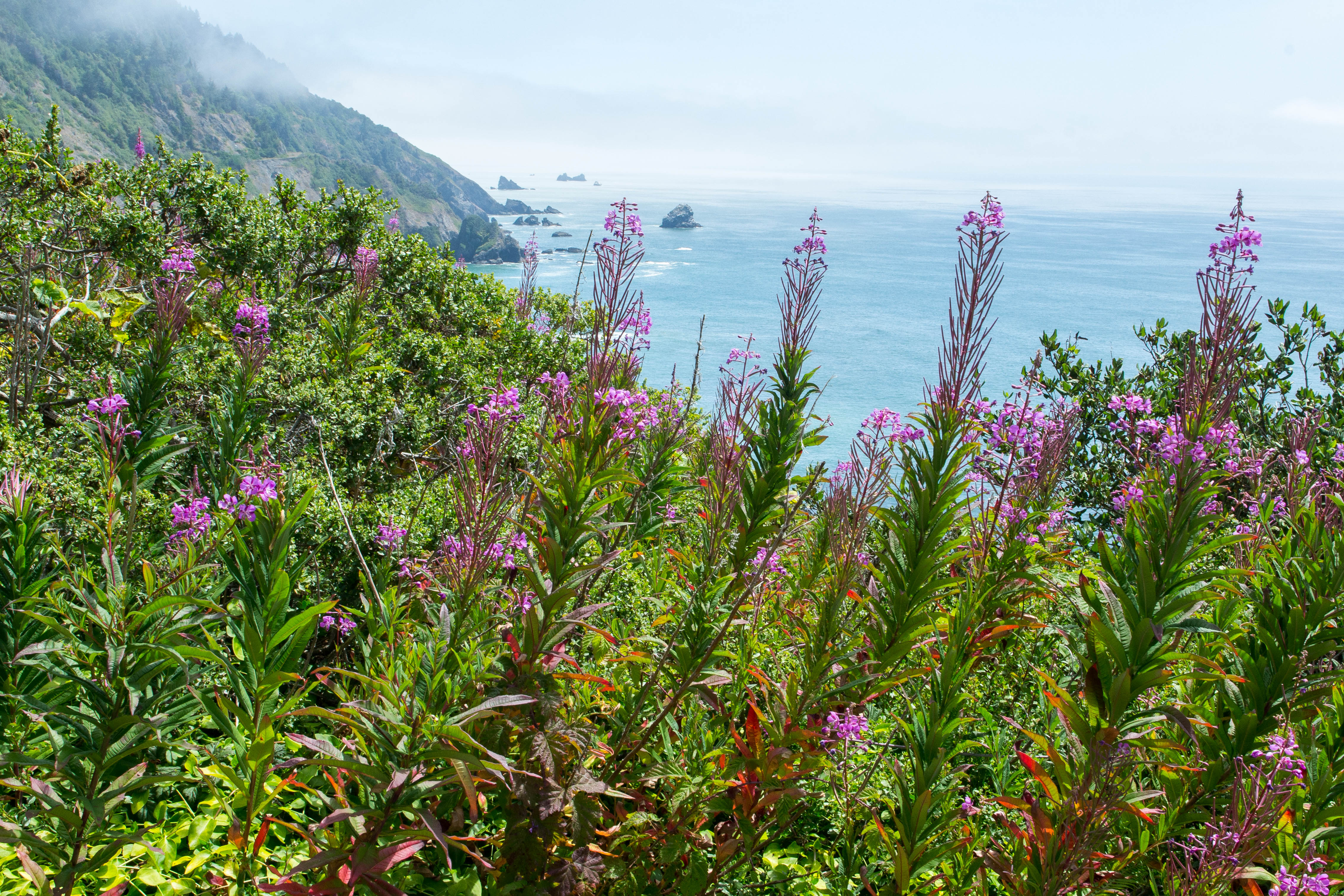USA - California - Redwood National Park Coast