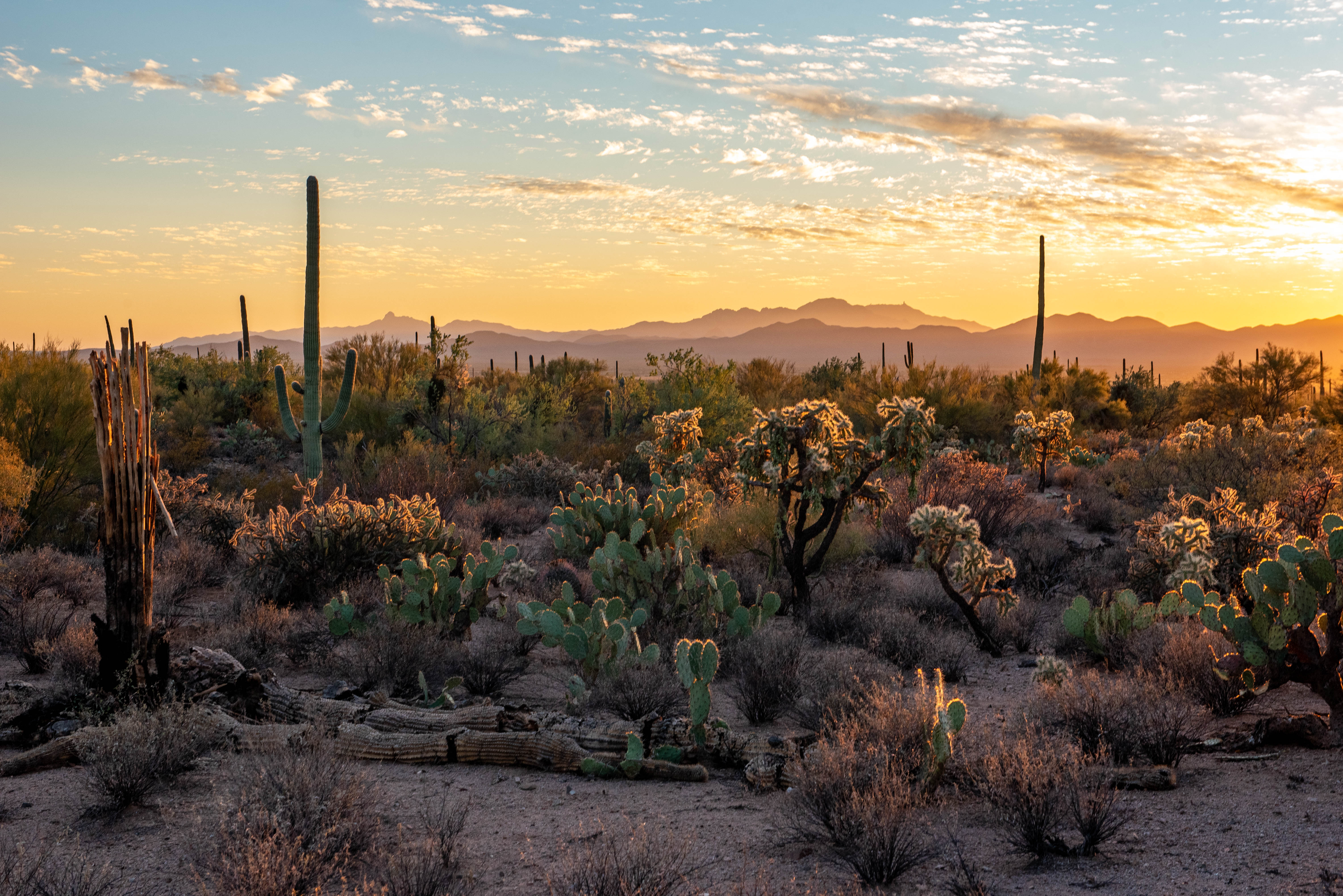 USA - Arizona - Tucson Sunset