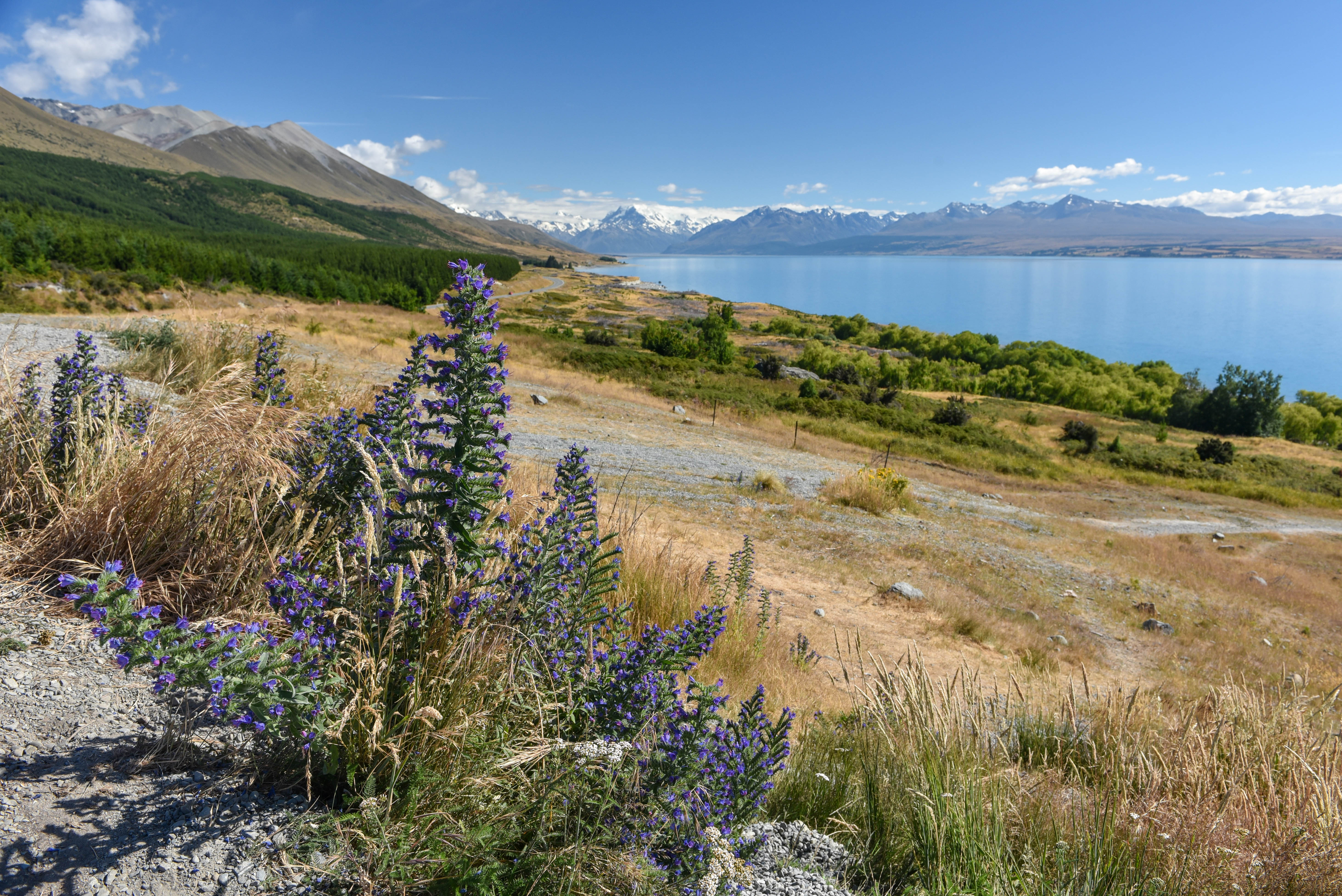 New Zealand - Lake Pukaki