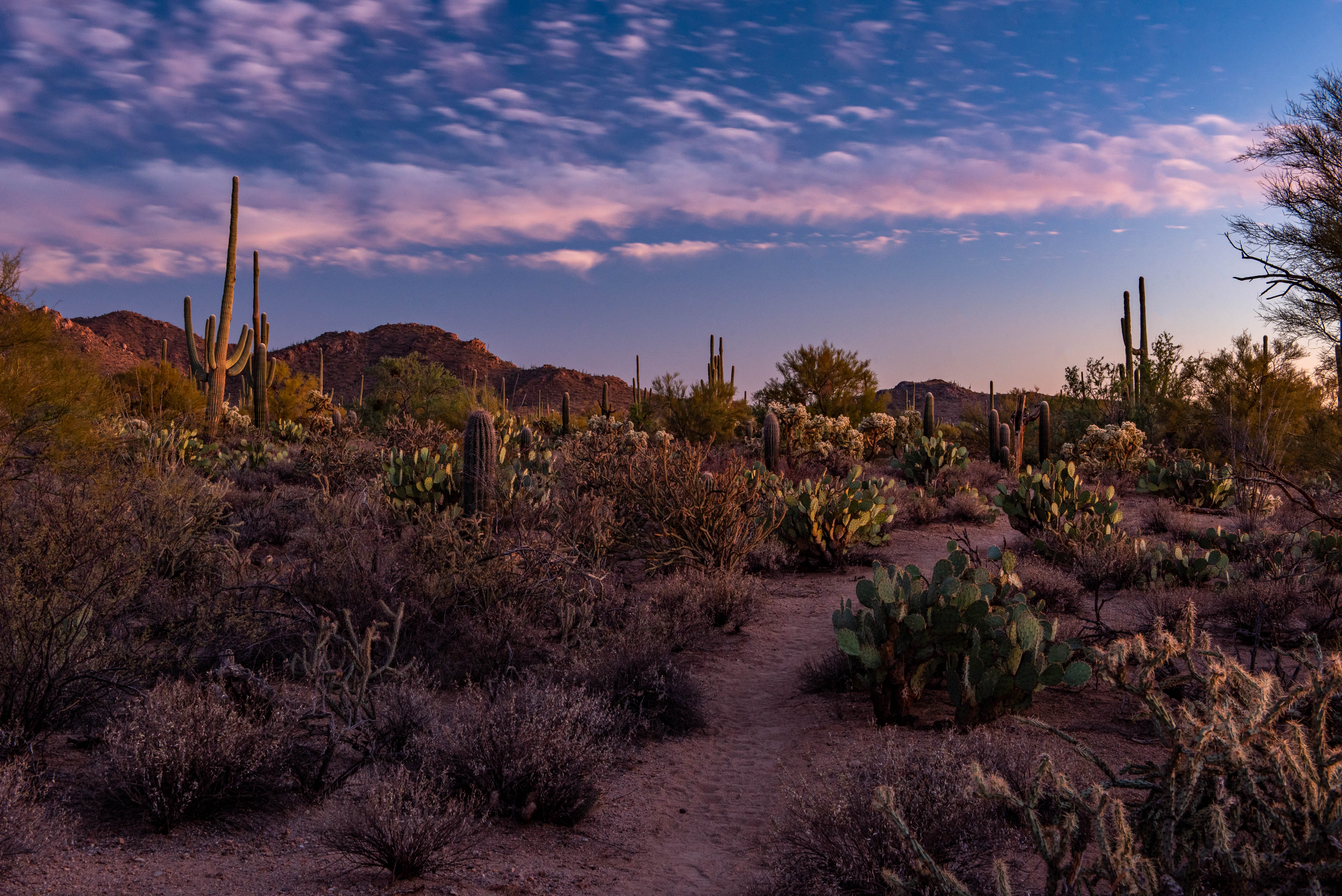 USA - Arizona - Desert Evening