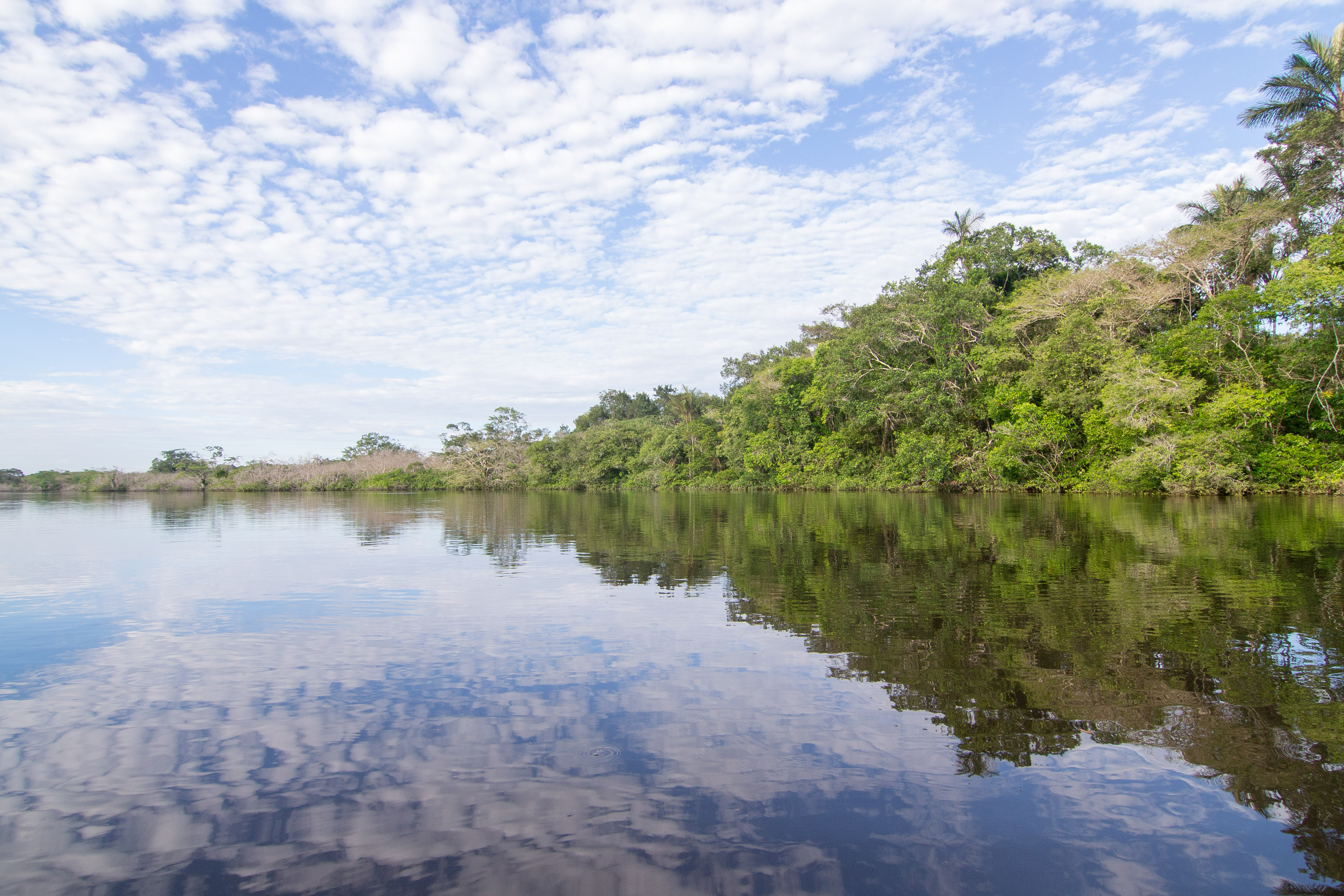 Ecuador - Amazon Rainforest