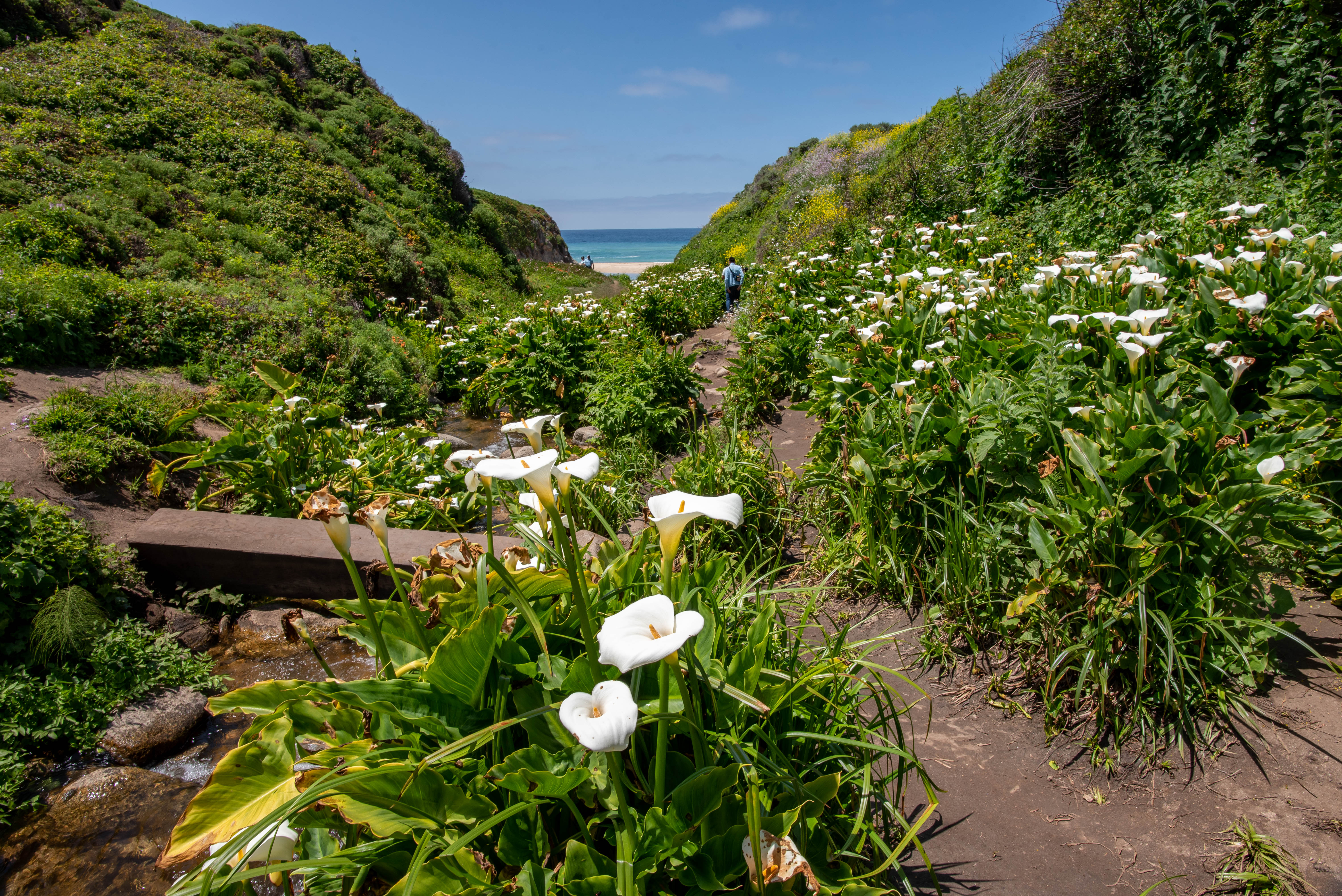 USA - California - Pacific Coast Highway
