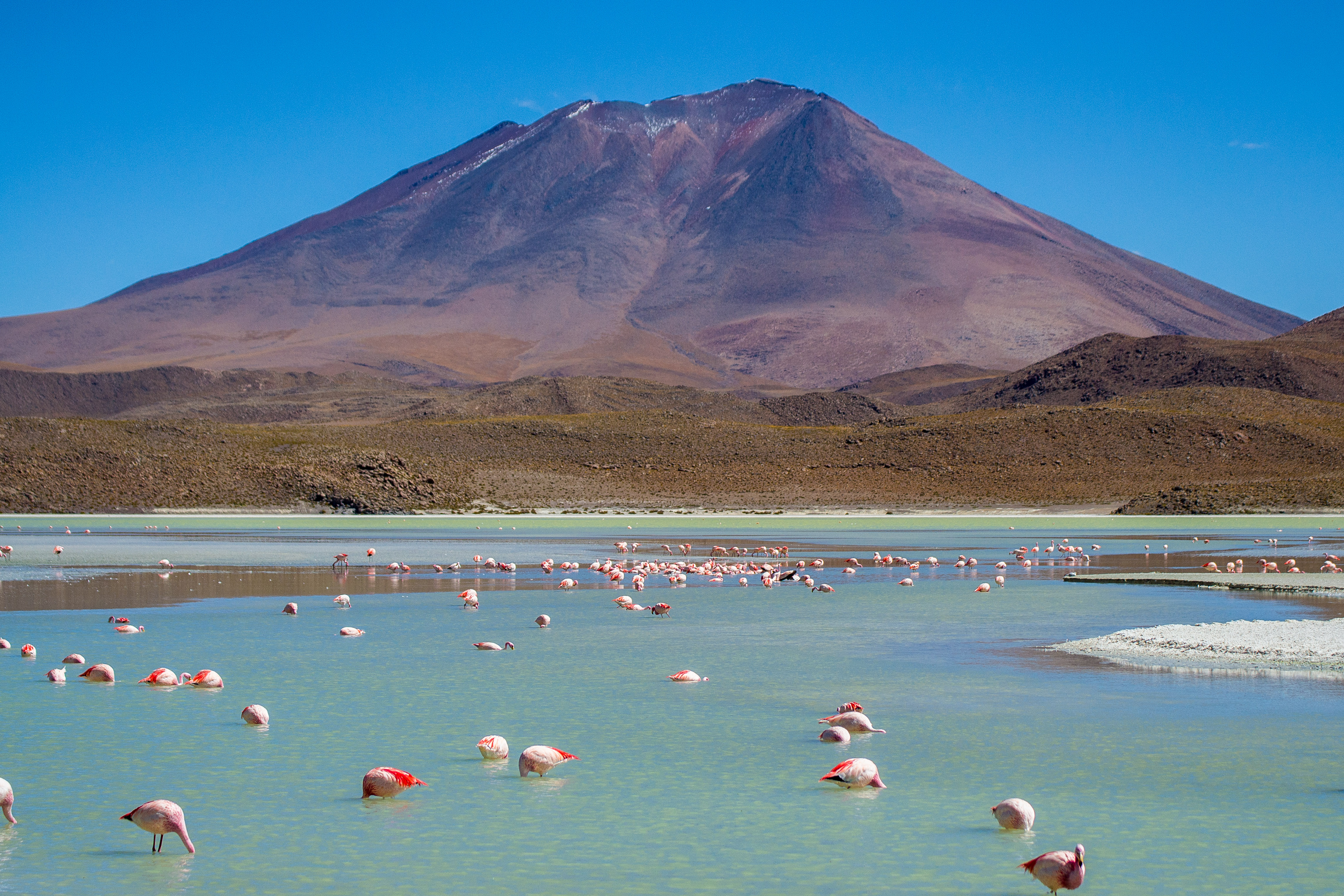 Bolivia - Flamingo Lagoon