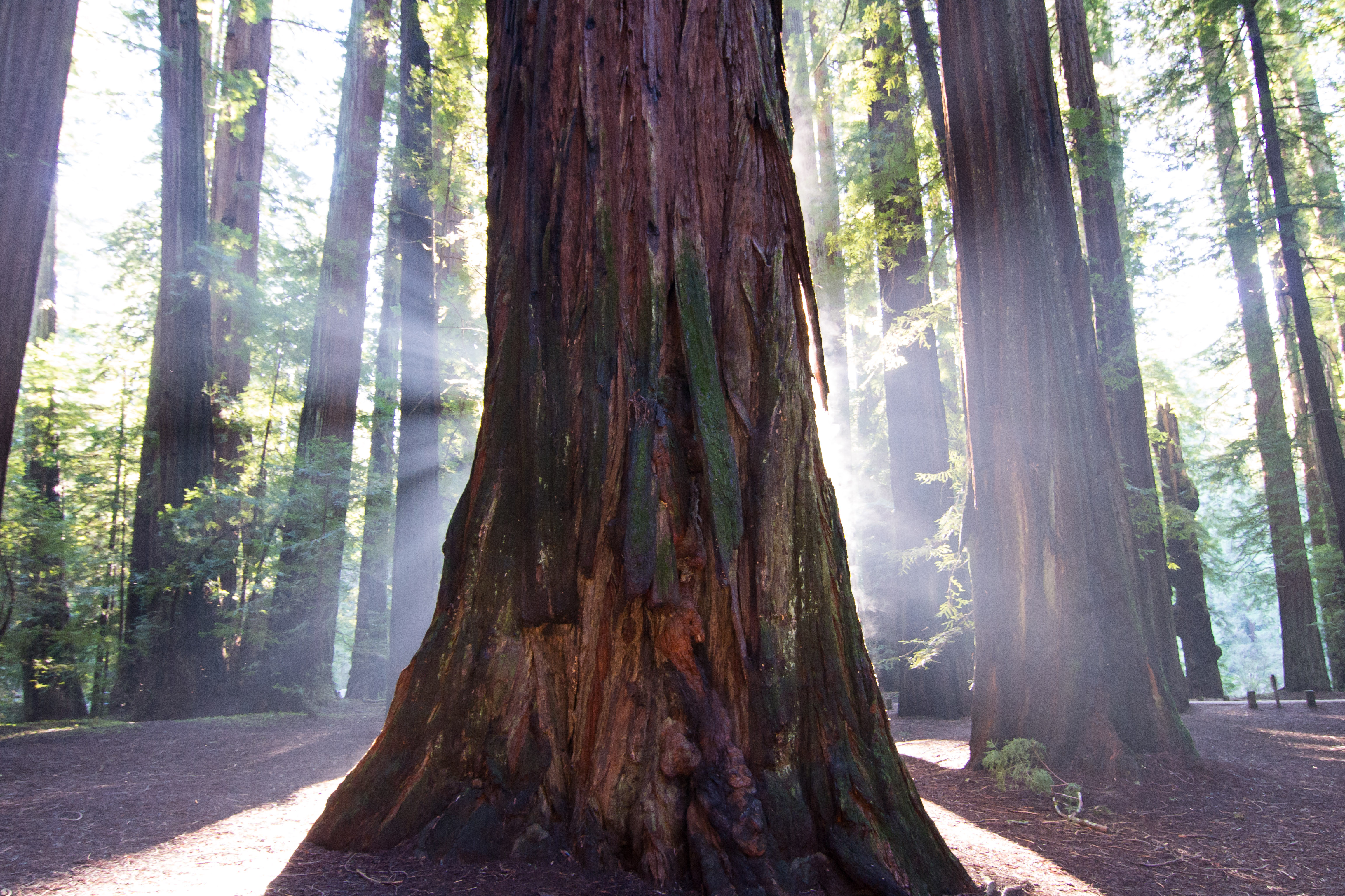 USA - California - Avenue of the Giants