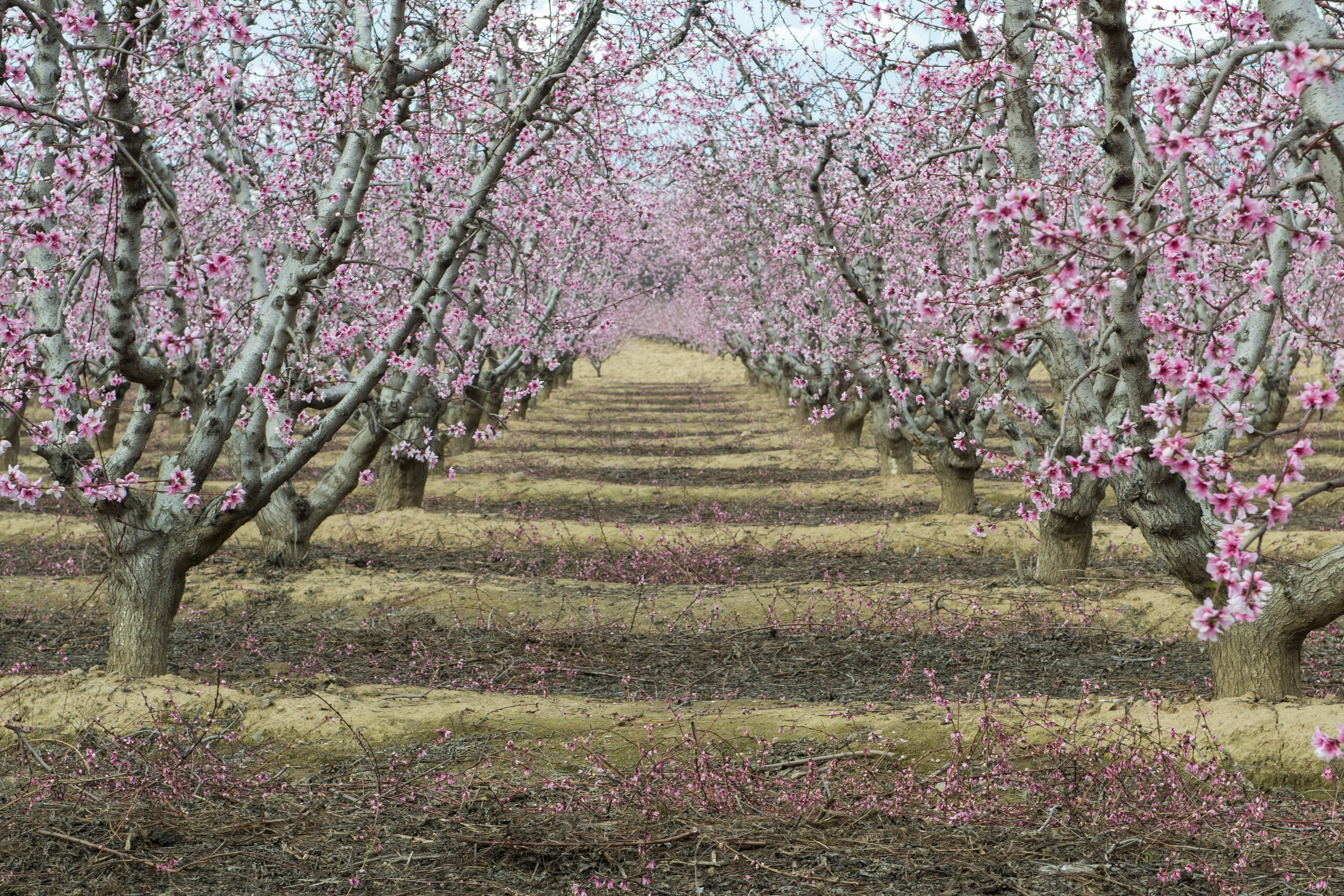 USA - California - Fresno Blossum Trail