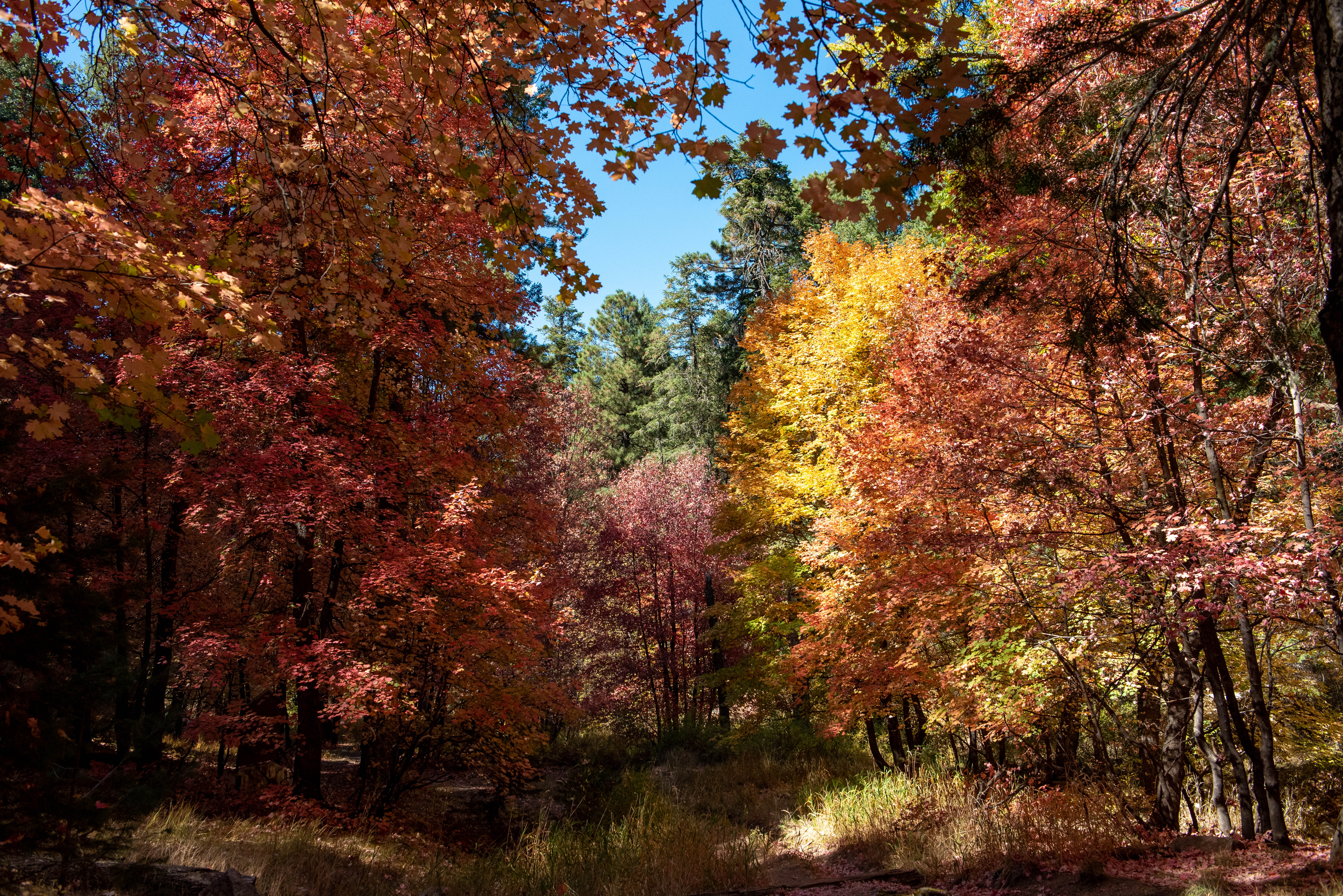 USA - Arizona - Mt. Lemmon