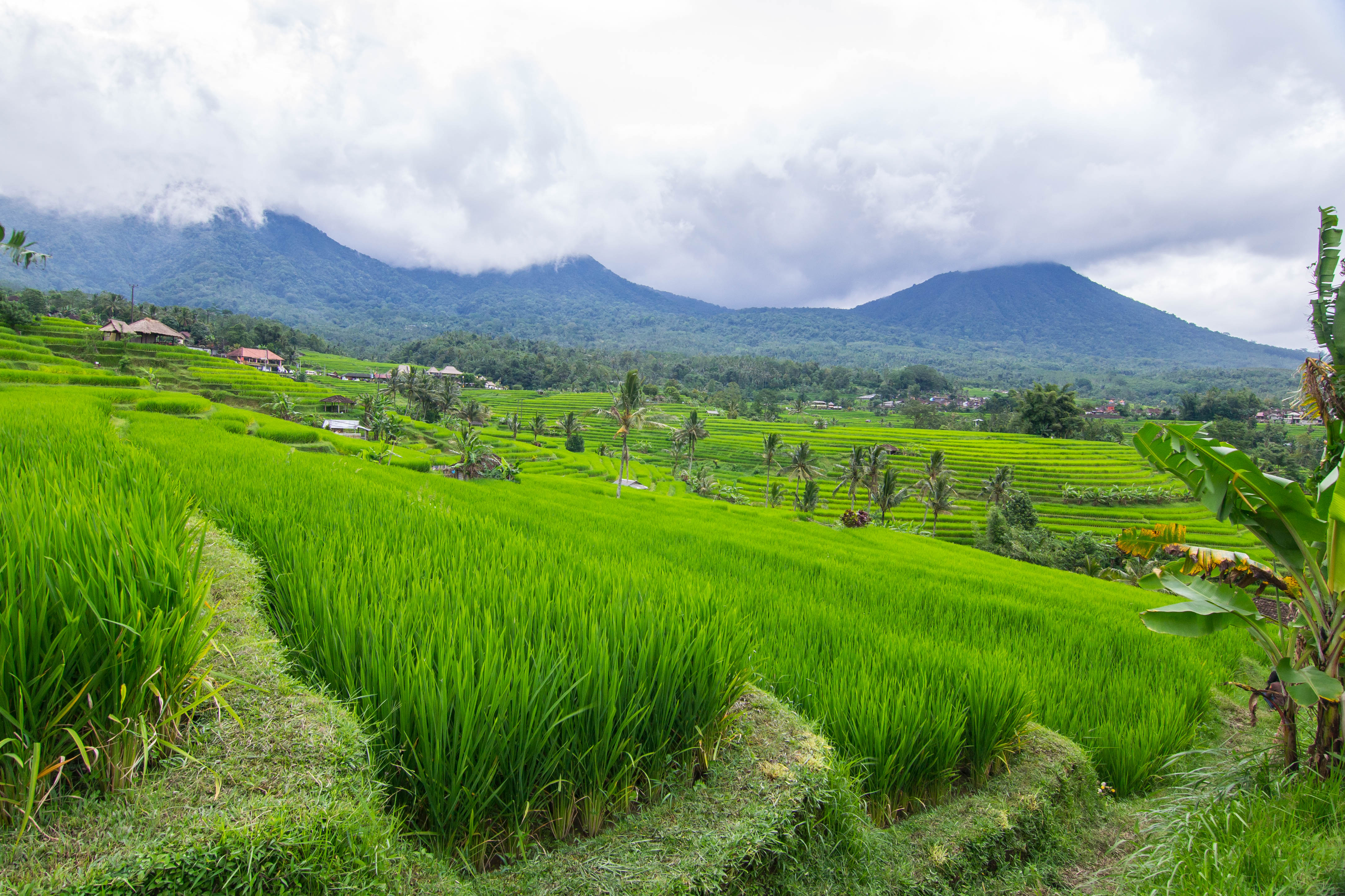 Indonesia - Bali - Jatiluwih Rice Terrace