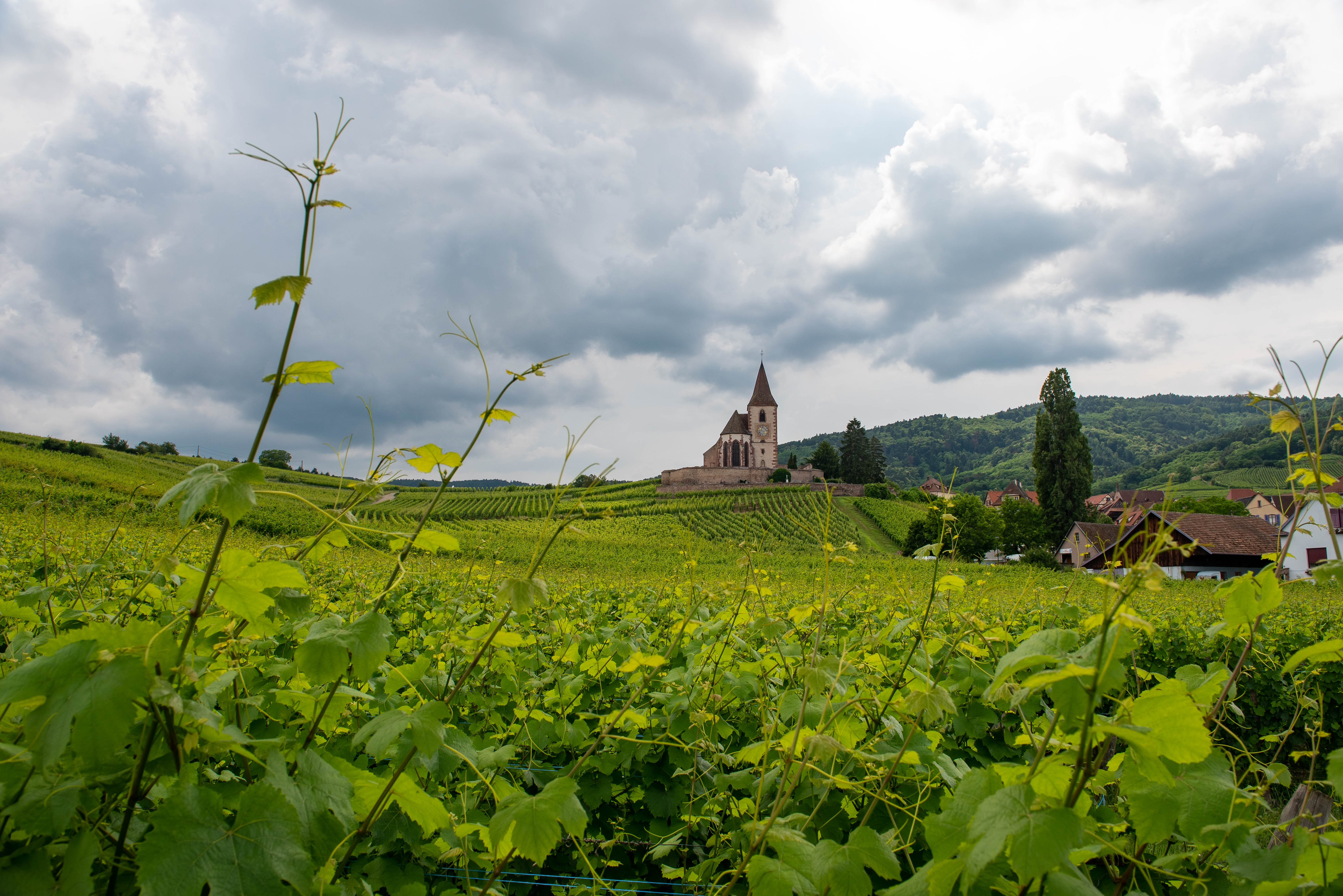 France - Alsace Wine Region - Hunawihr