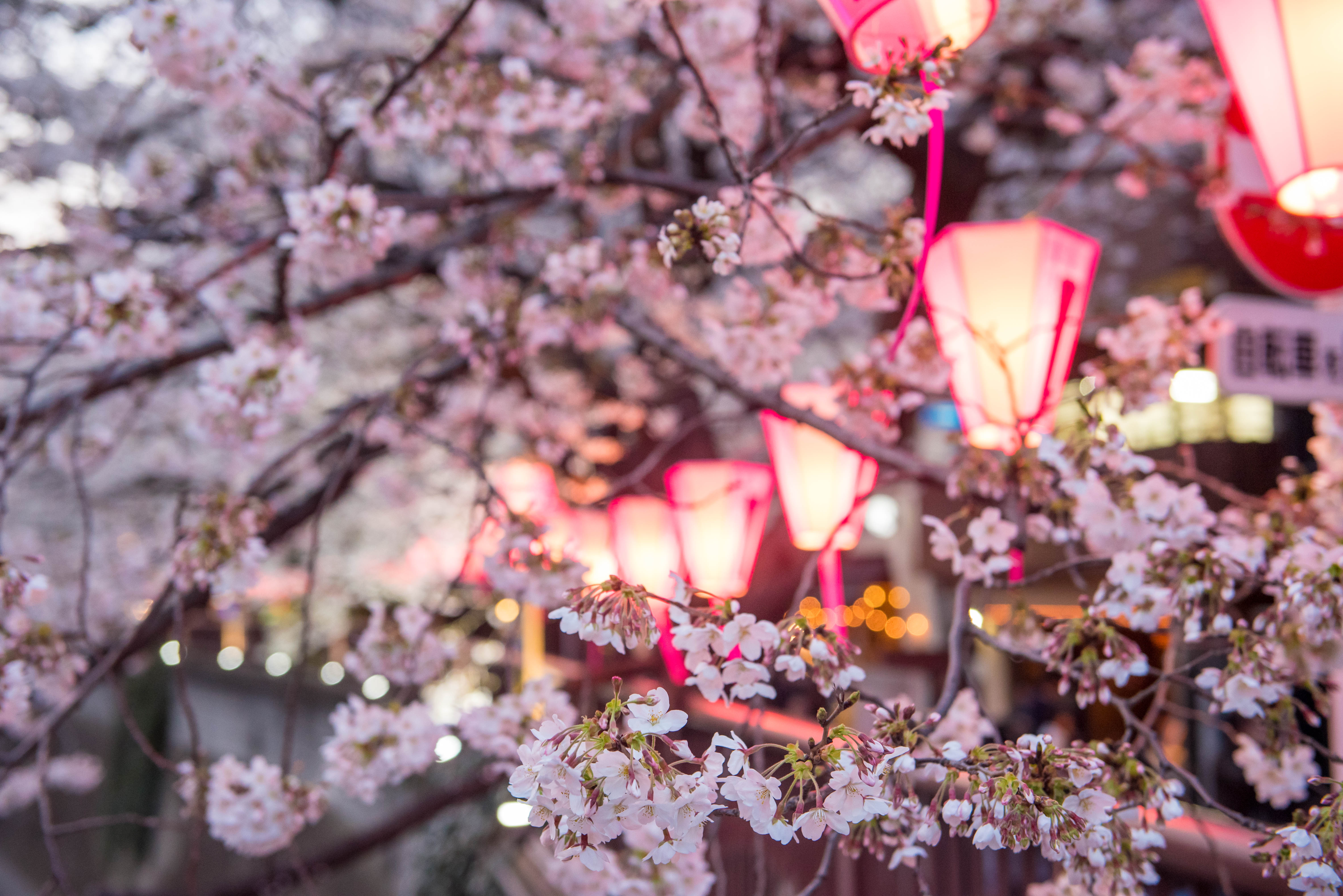 Japan - Tokyo - Cherry Blossoms