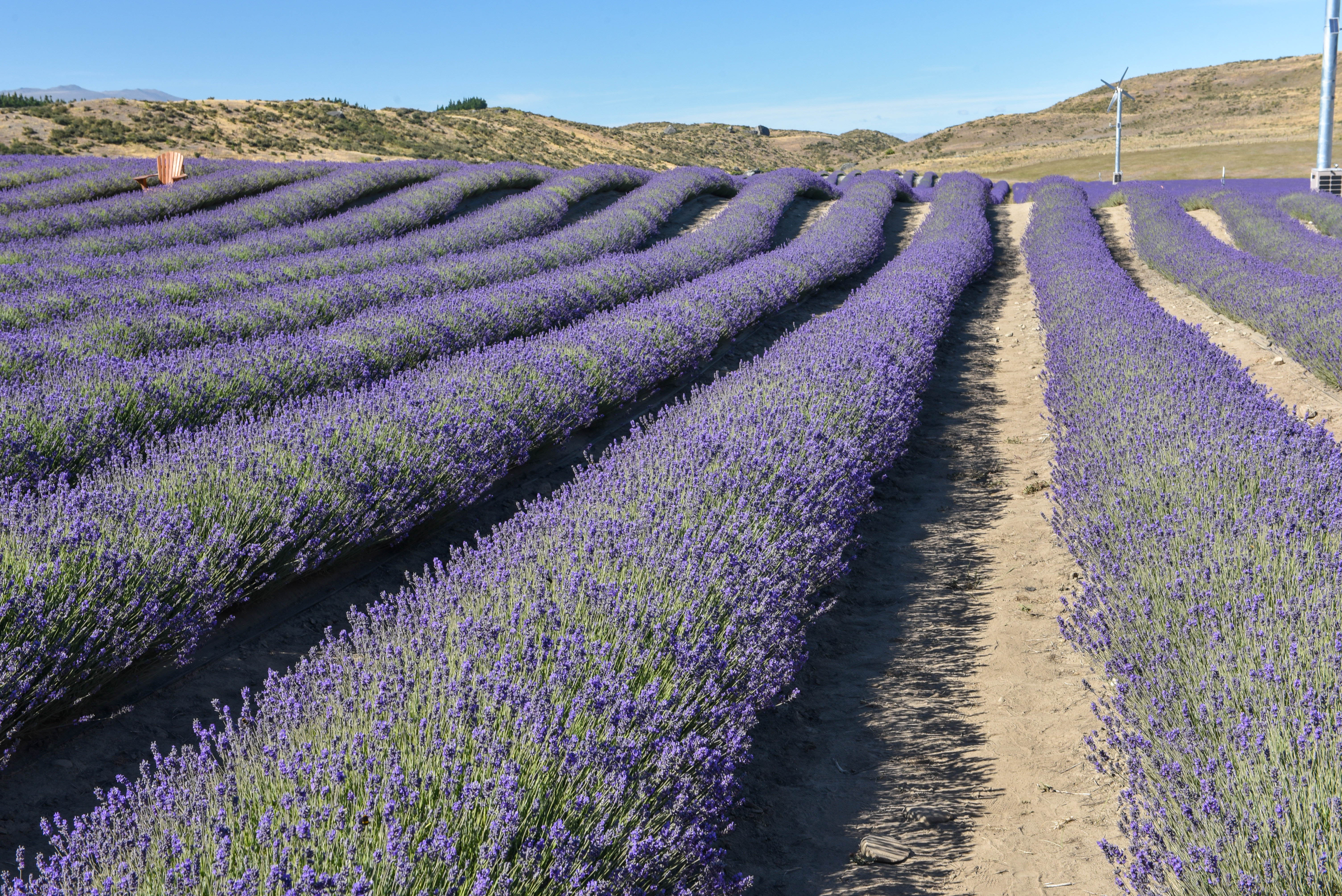 New Zealand - Lake Pukaki Lavendar Farm