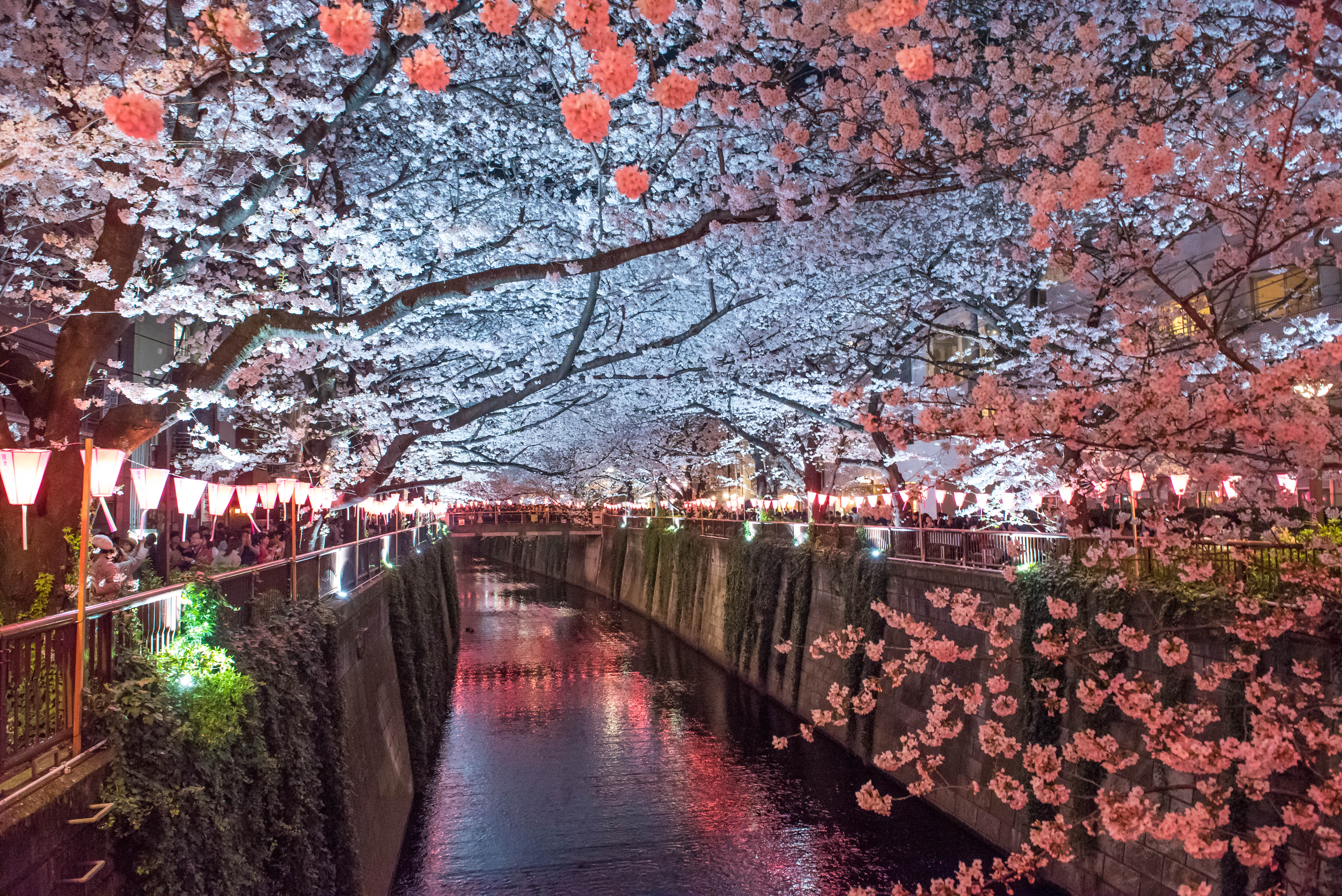 Japan - Tokyo - Meguro River Walk