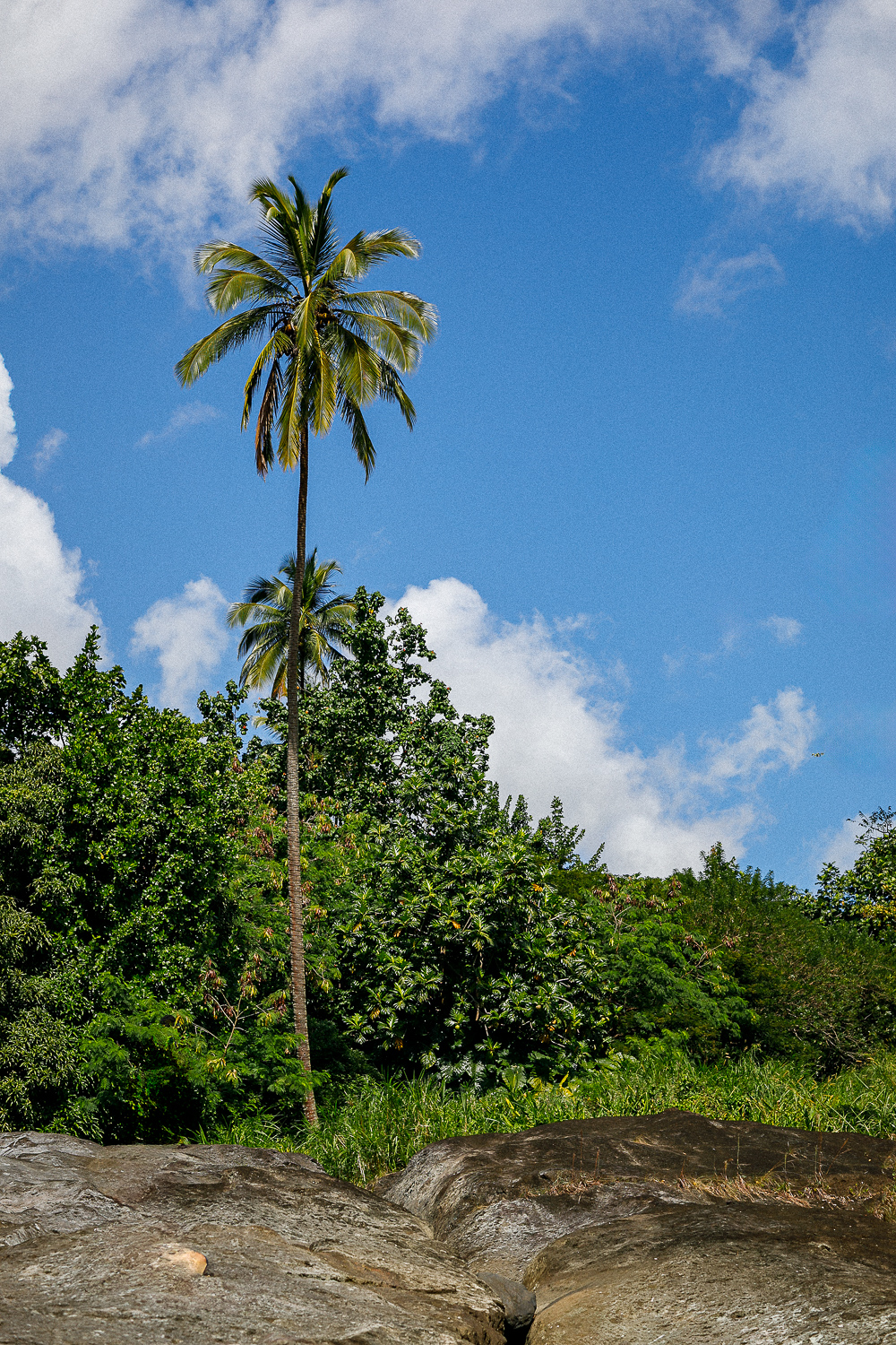 Bush Bar interior — bamboo, art, jungle garden