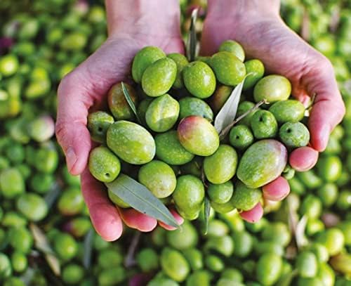 Vue 6 de Benvolio Huile Dolive Extra