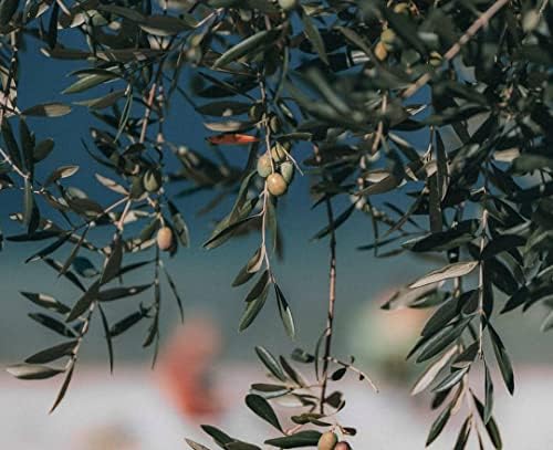 Vue 7 de Benvolio Huile Dolive Extra