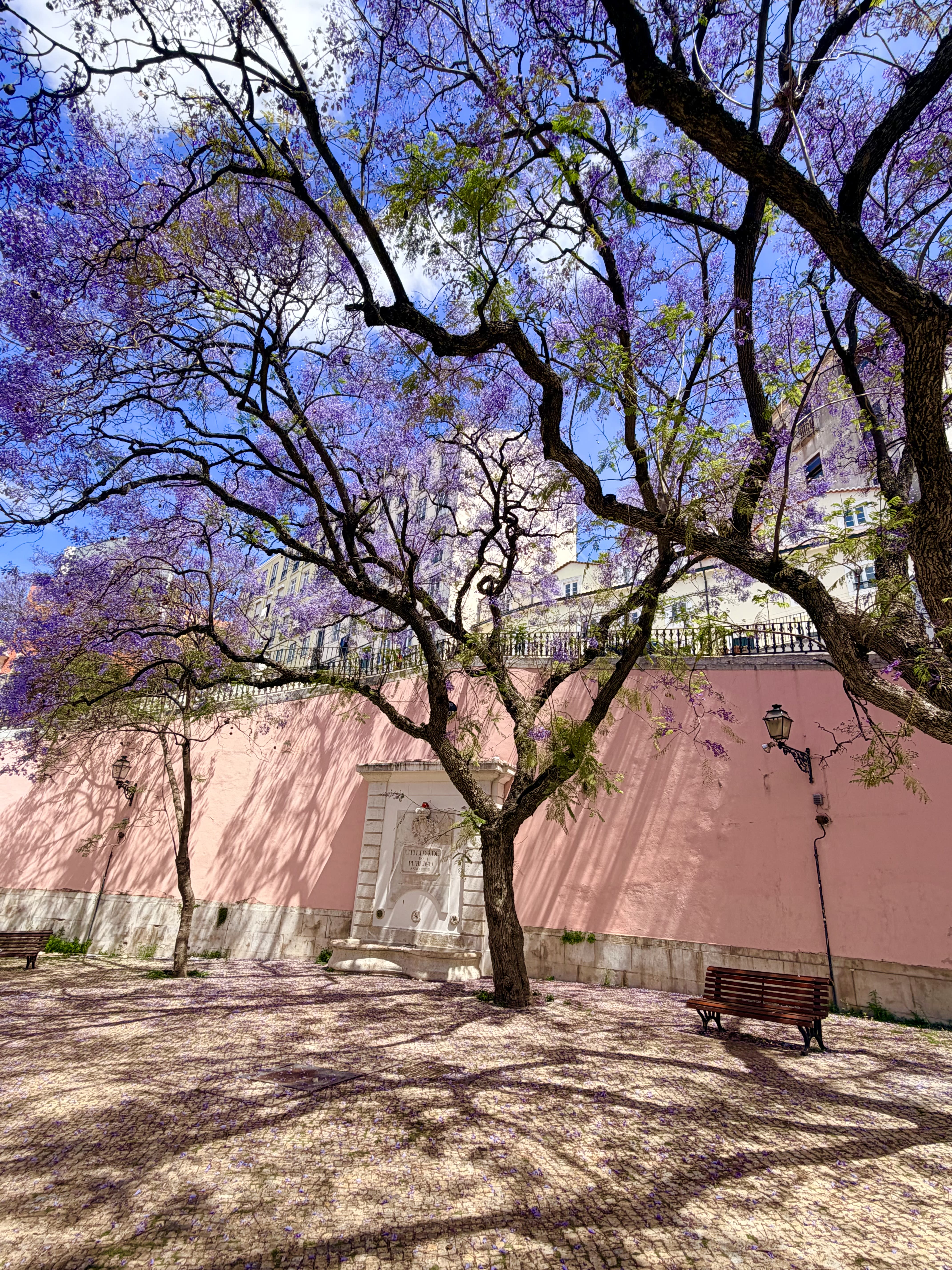 Jacarandas Lisbonne