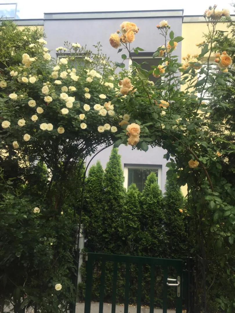 Gardens & Landscape