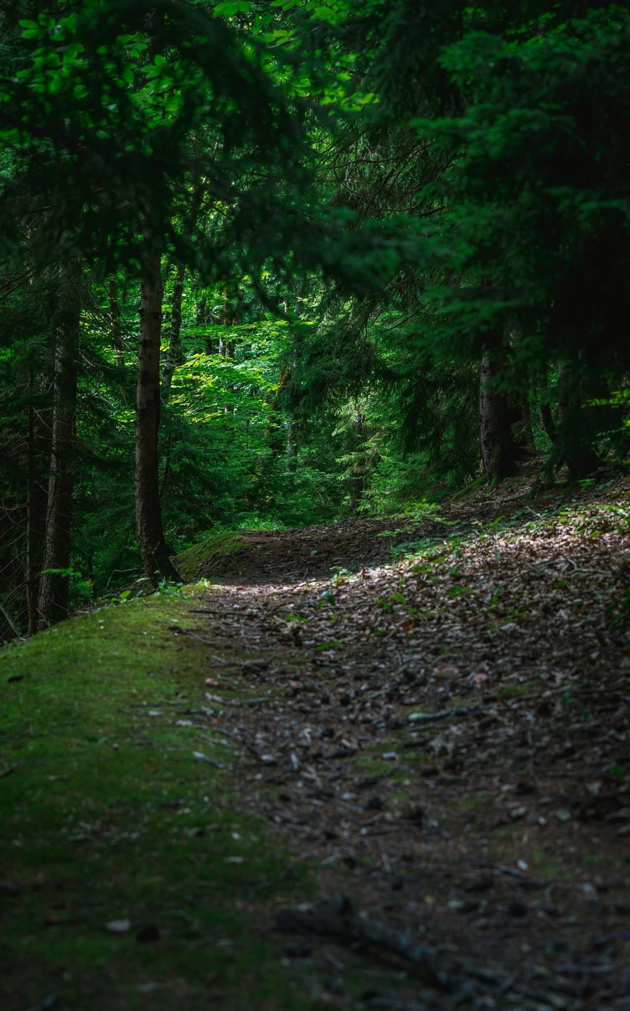 A forest path