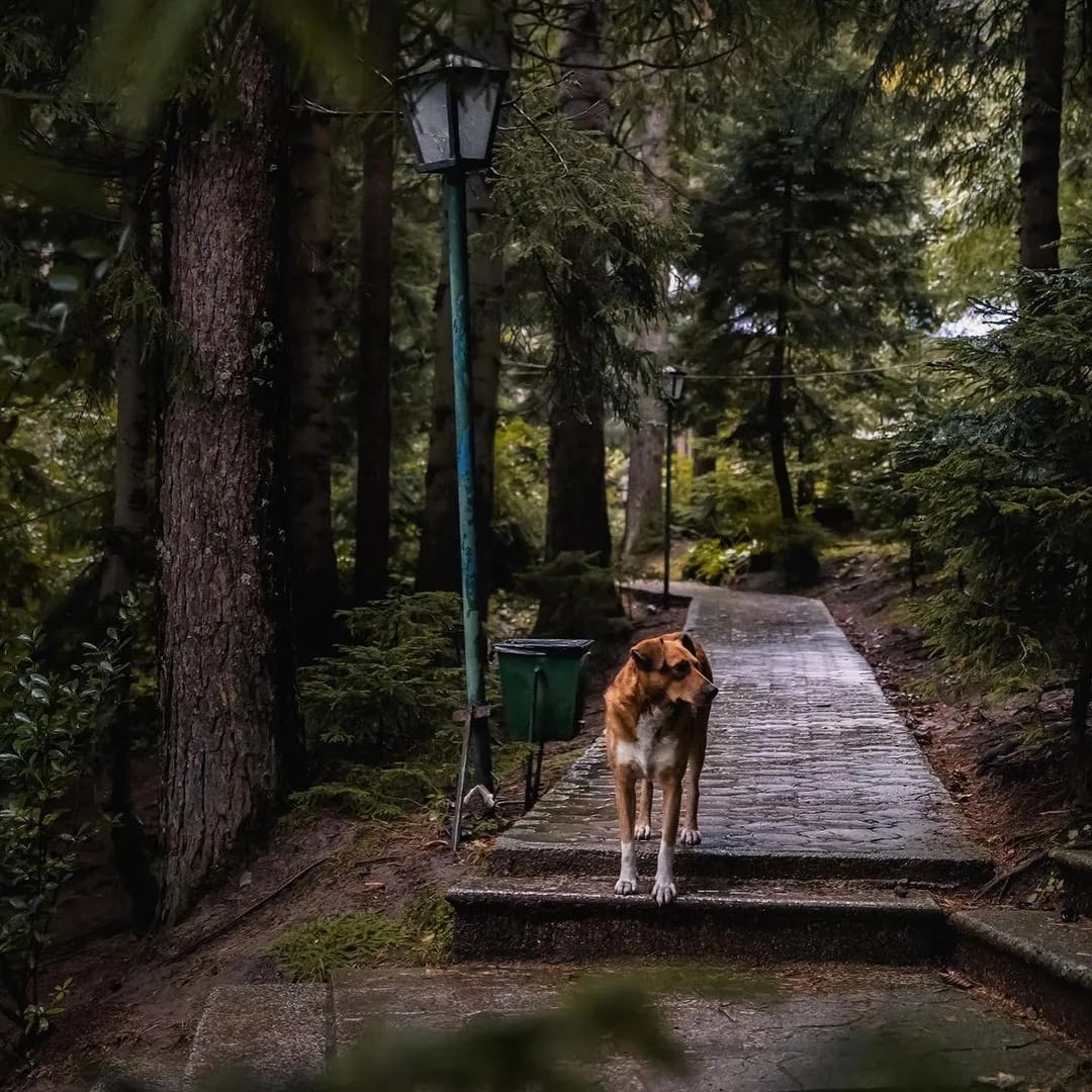 A dog on the path in Nunisi