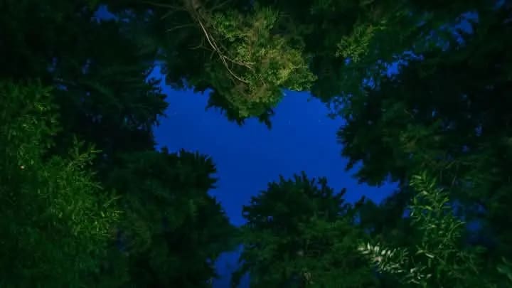 A view up through the tree canopy at night
