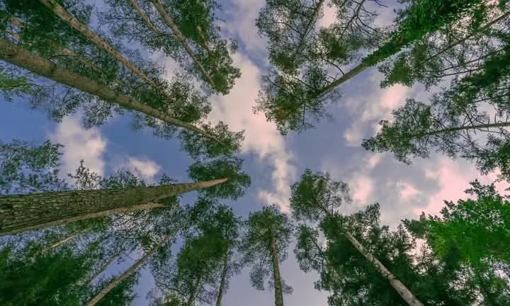A view up through the tree canopy