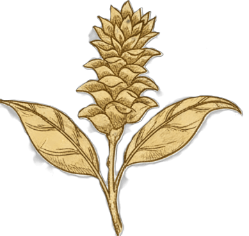 Haldi