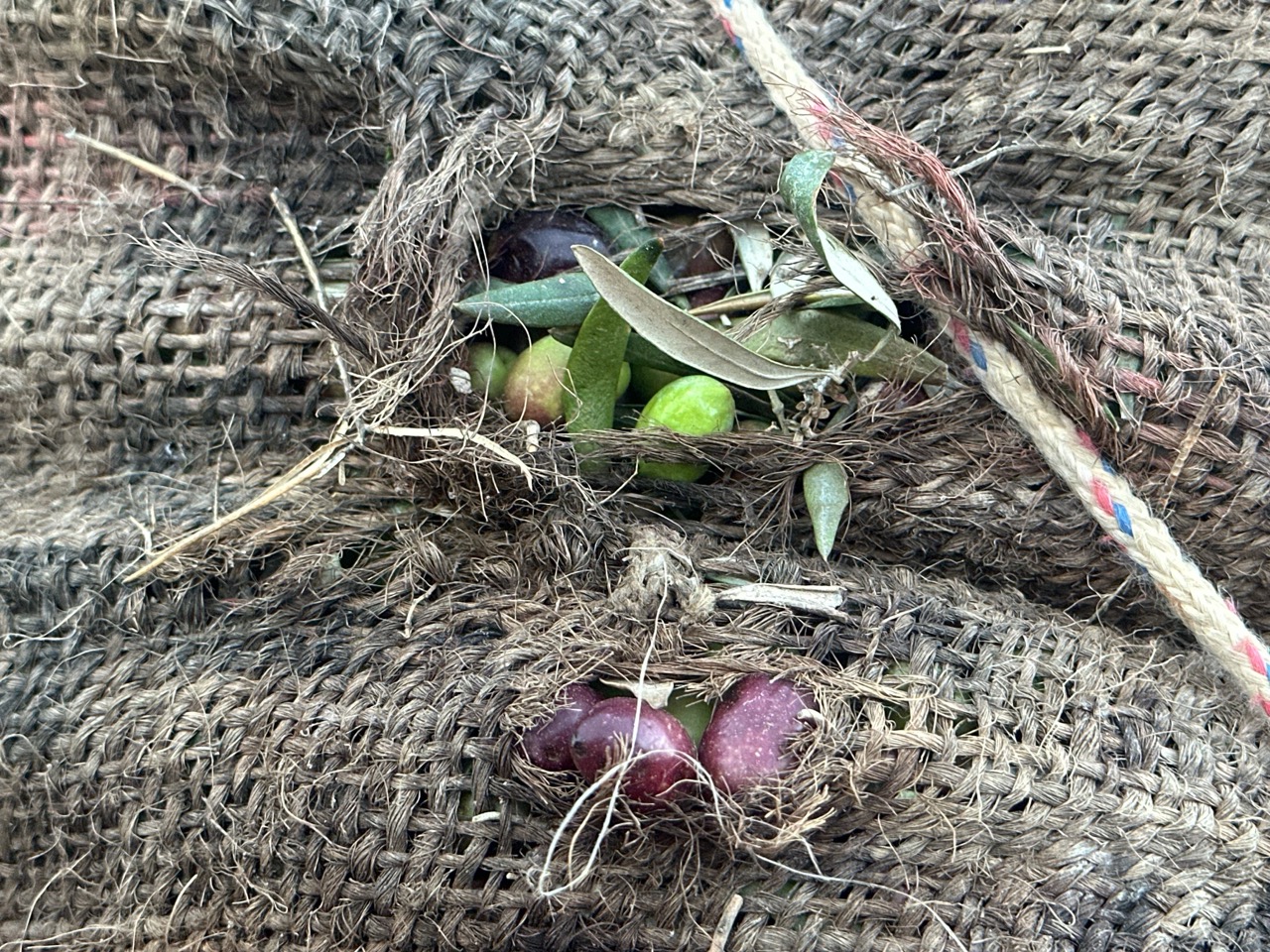 Olive harvest, Lecrín Valley, Andalusia
