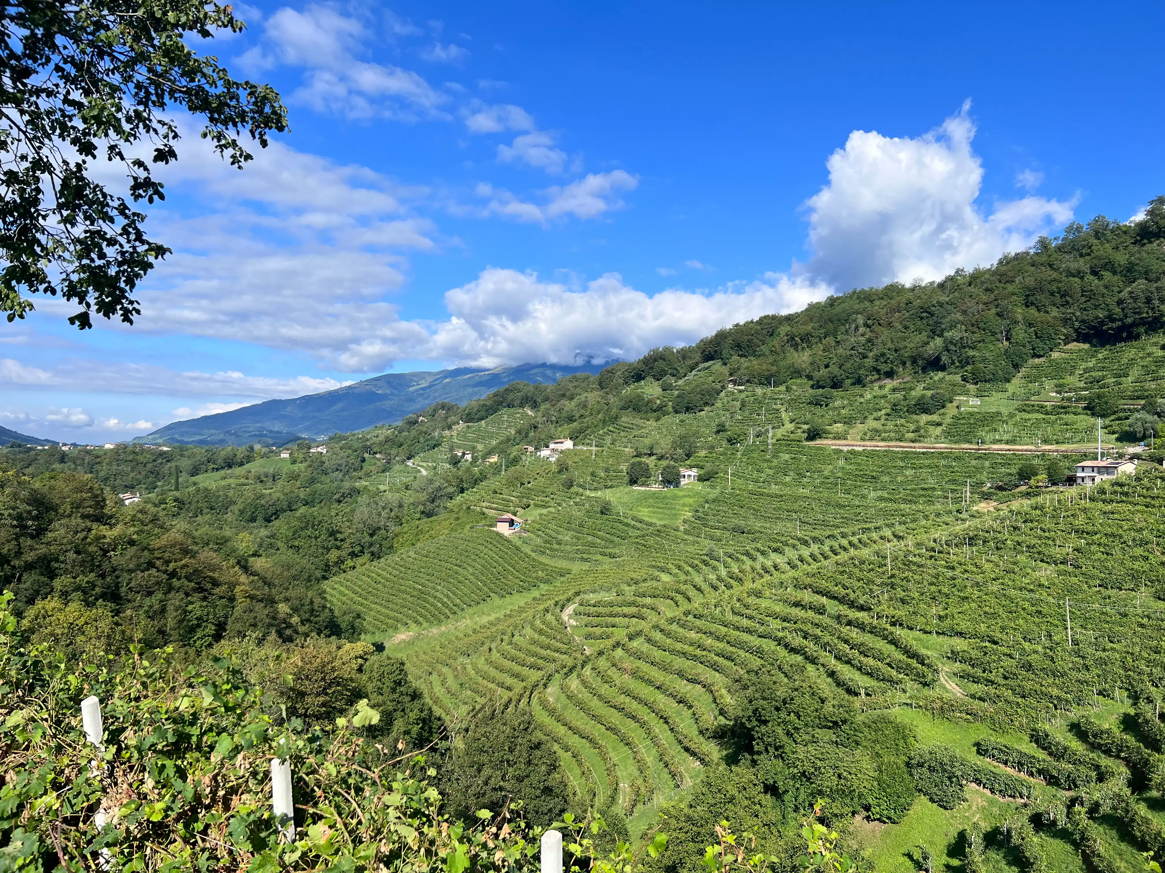 Farrò, Tarzo e ritorno