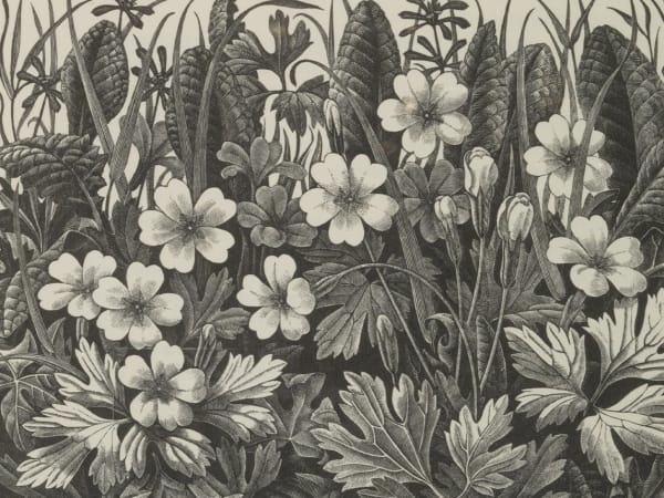 Monica Poole: Nature’s Dark Beauty
