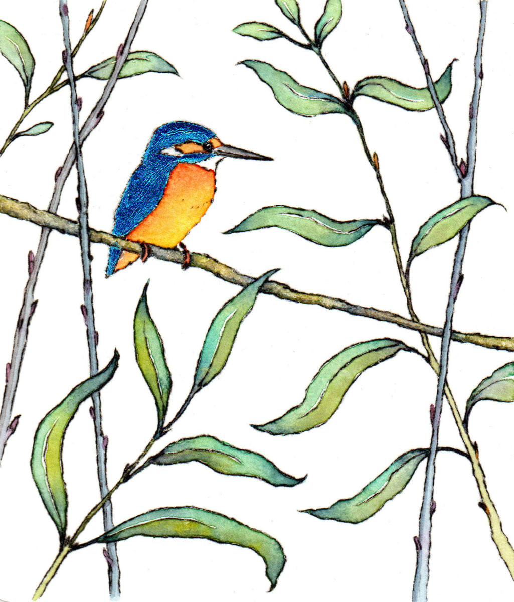 Kingfisher Perch - a drypoint print of a kingfisher perched on willow branches painted in watercolour with blue metallic leaf on his wings