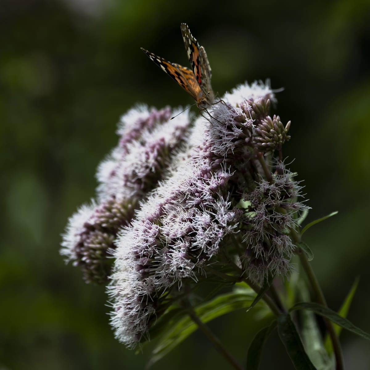 Butterfly resting on a pale flowering plant