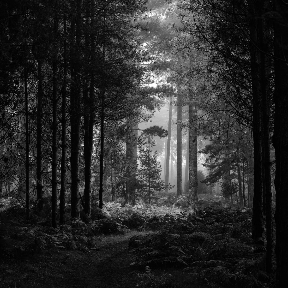 Gentle woodland by Jayne Odell FRPS