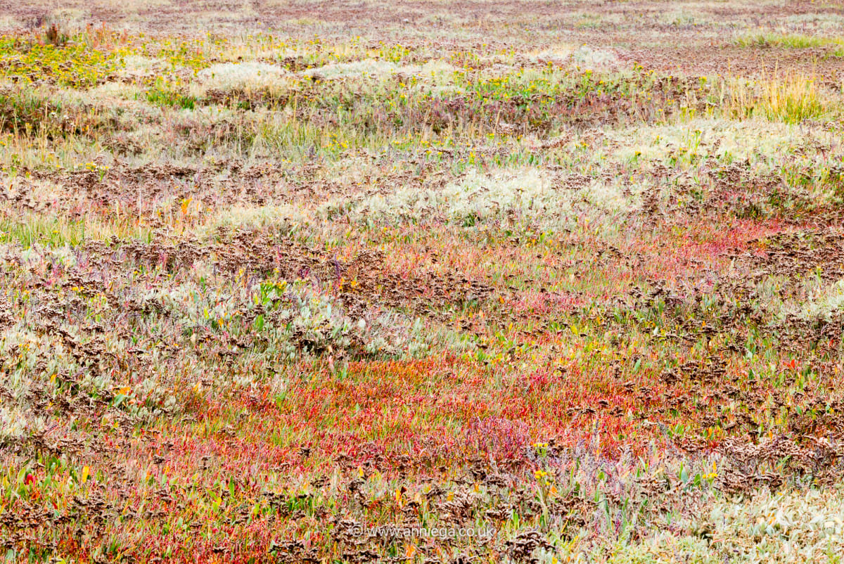 Saltmarsh Tapestry (5)