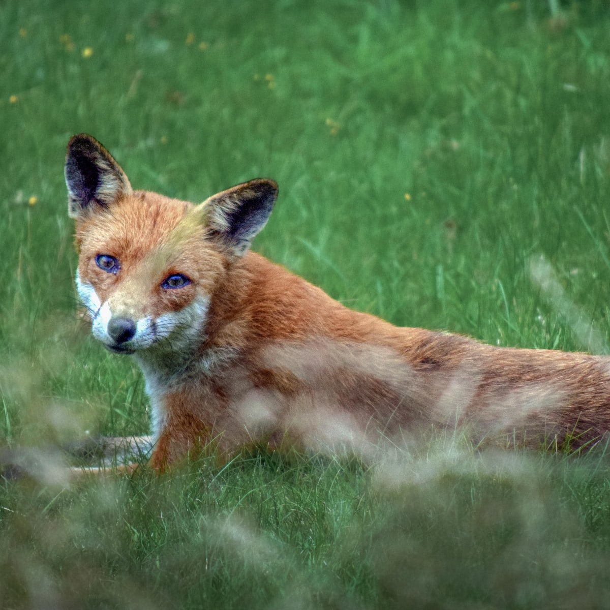 Red fox lying in green grass
