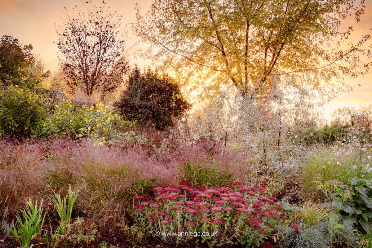 Autumn Garden Sunset by Annie Green-Armytage - Photograph