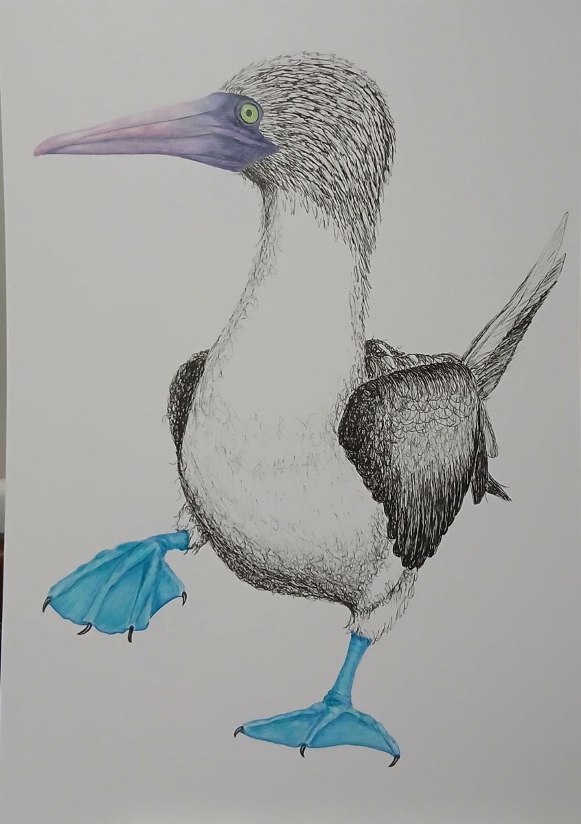 Blue Footed Booby by Lindsey Way - Fine liner pen and coloured pencil