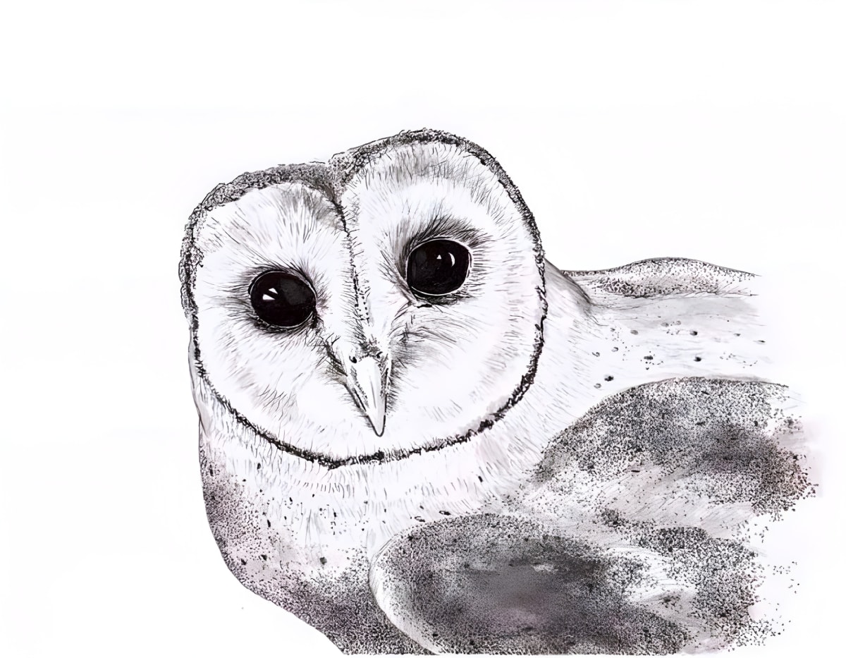 Drawing by Sophie Burkett