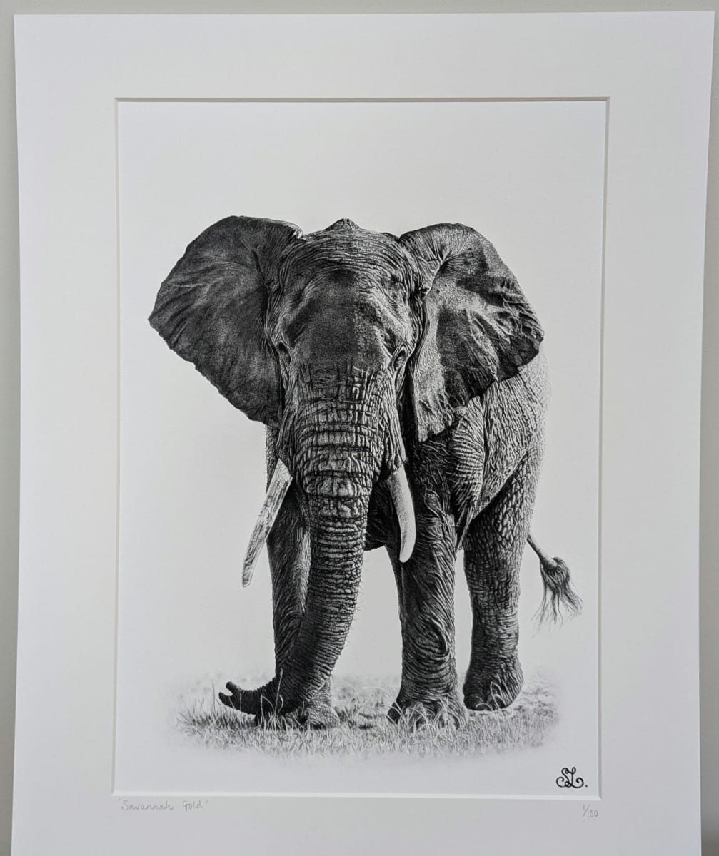 Savannah Gold by Stephanie Lacey - Pen and ink with pastel