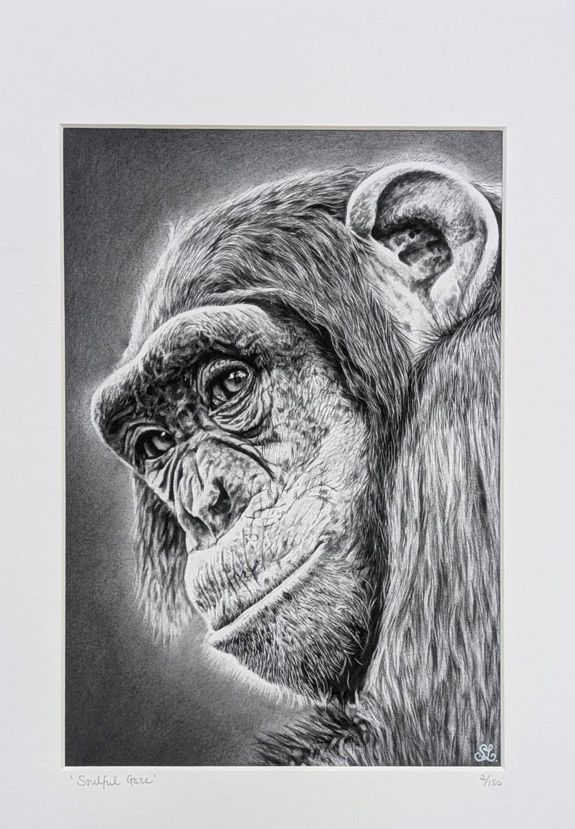 Soulful Gaze by Stephanie Lacey - Pen and ink with pastel