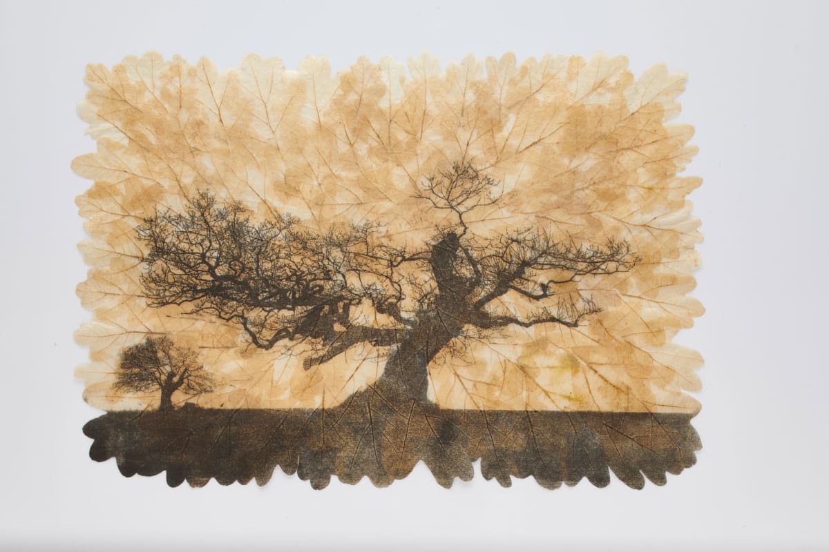 Quercus V by Emma Buckmaster — etching on oak-leaf paper