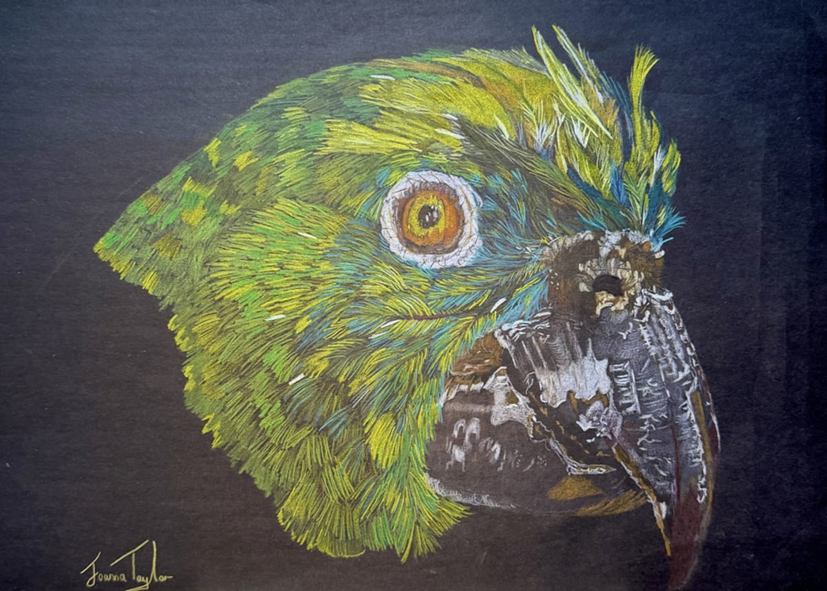 Pastel drawing by Joanna Taylor
