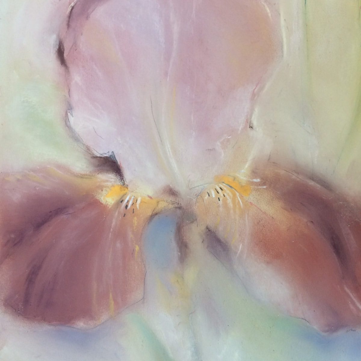Brown iris by Judith Glover - Pastel on coloured paper
