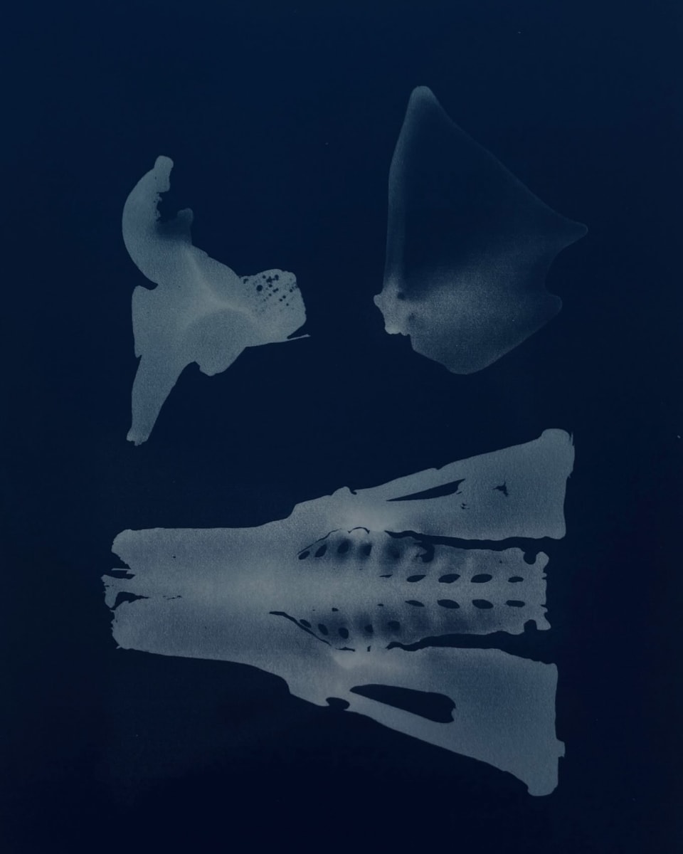 'sky lark' print from photogram of skeletal bird pieces found on the Norfolk coast