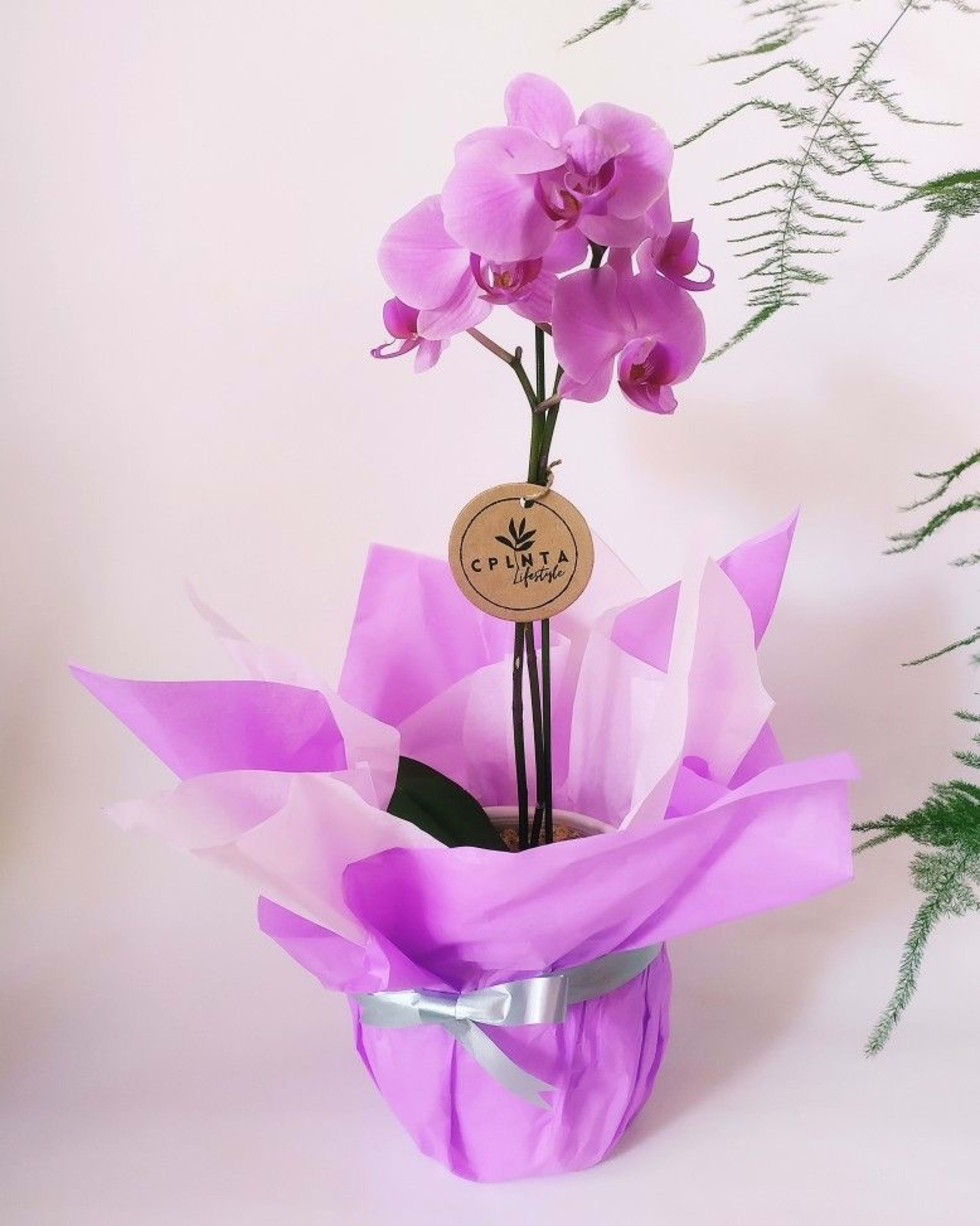 Orquidea de una rama
