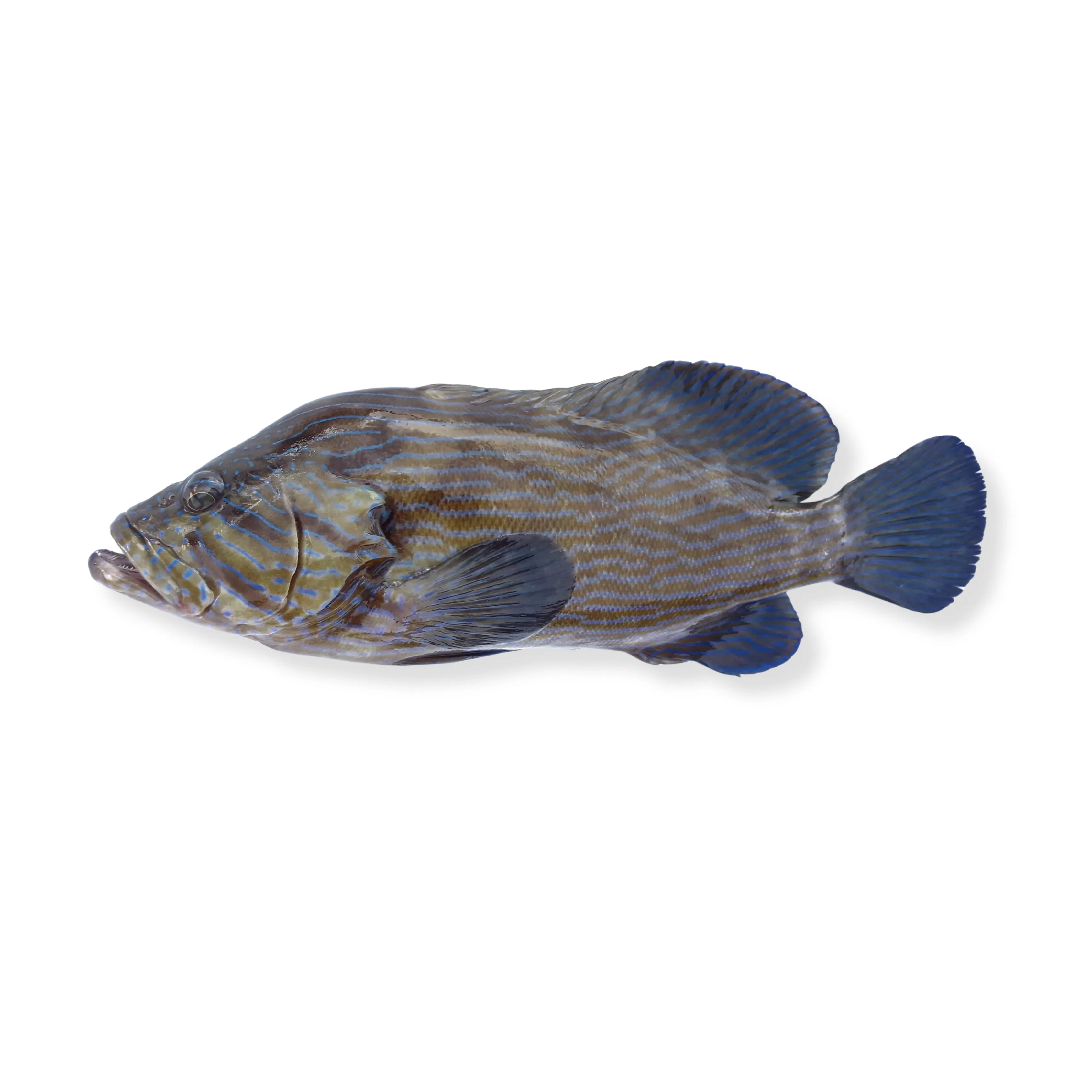 Kerapu