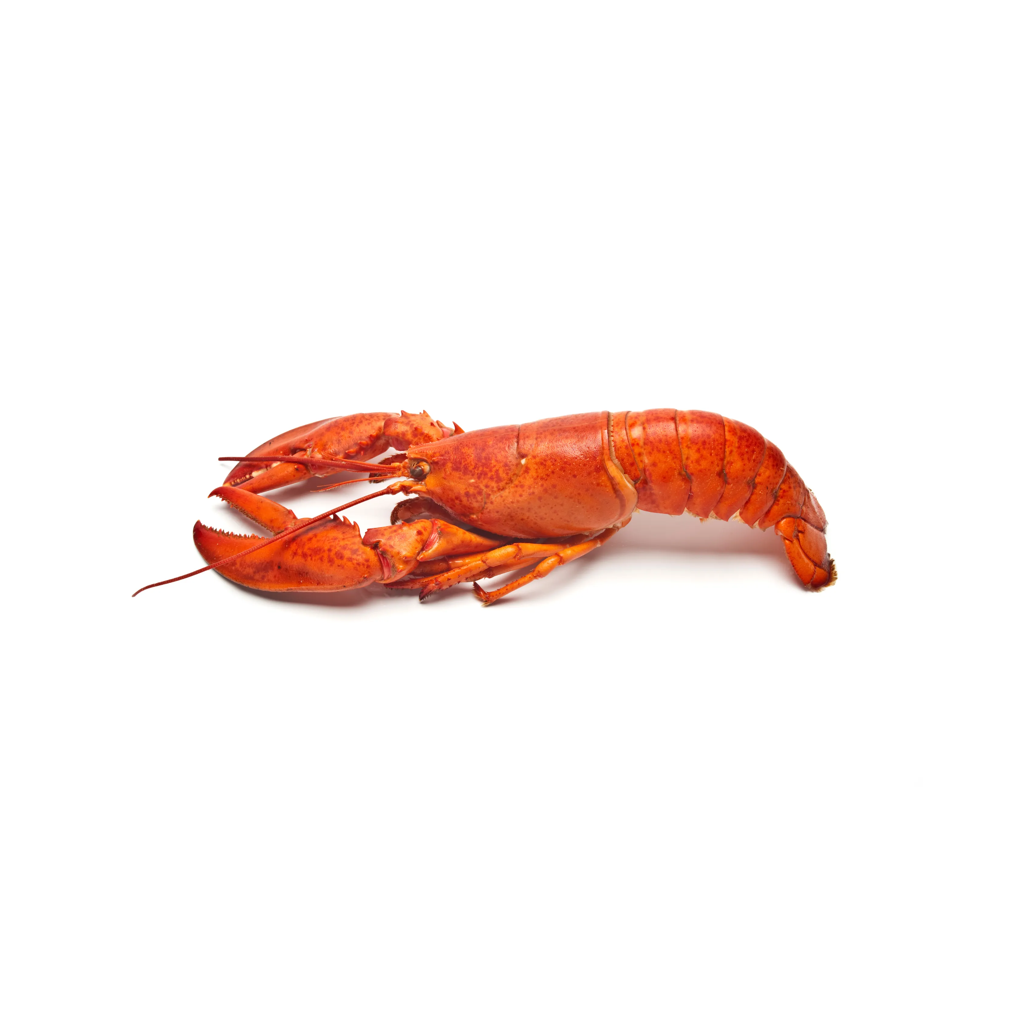Lobster